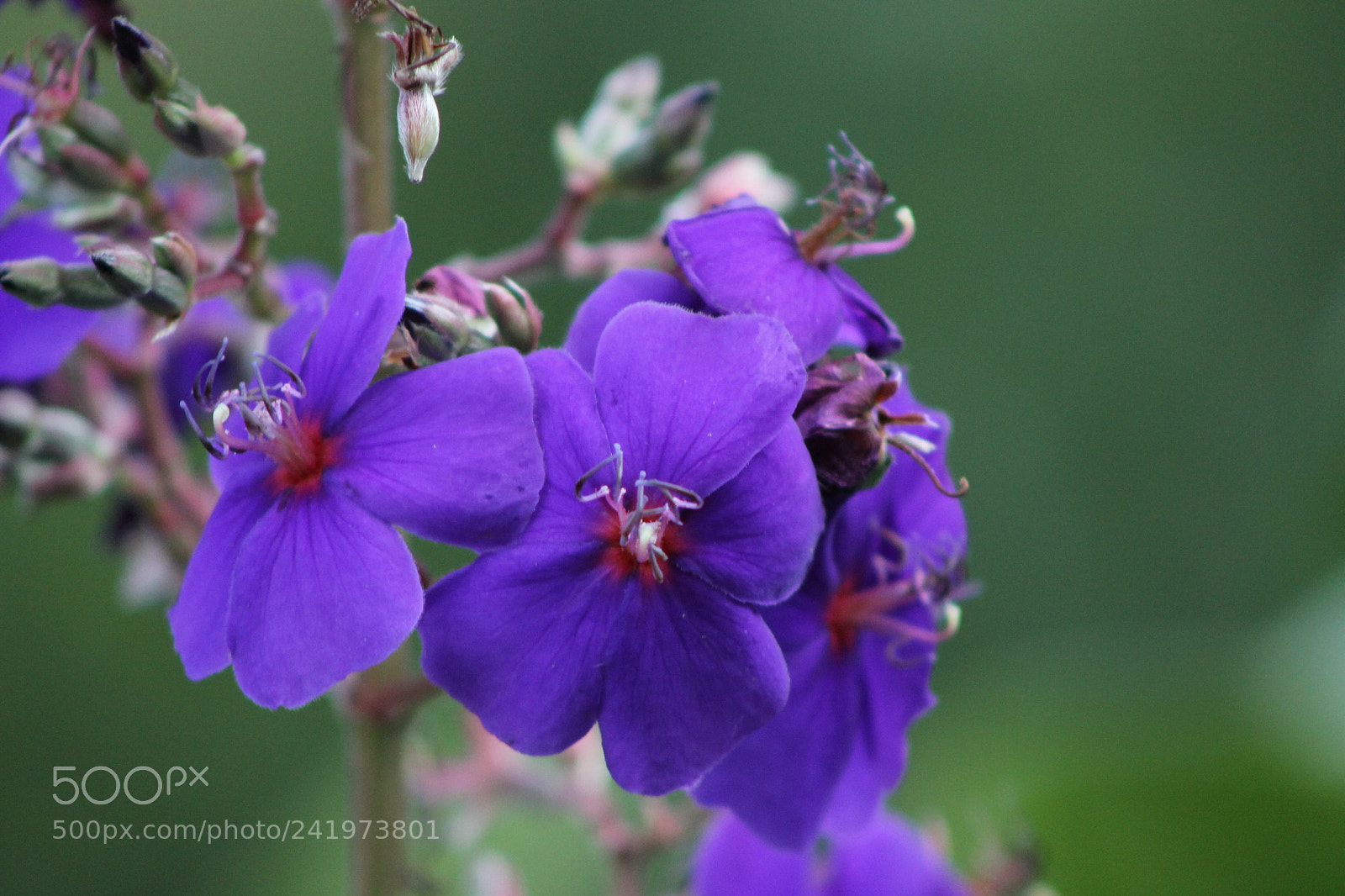 Canon EOS 1100D (EOS Rebel T3 / EOS Kiss X50) + EF75-300mm f/4-5.6 sample photo. Flores photography