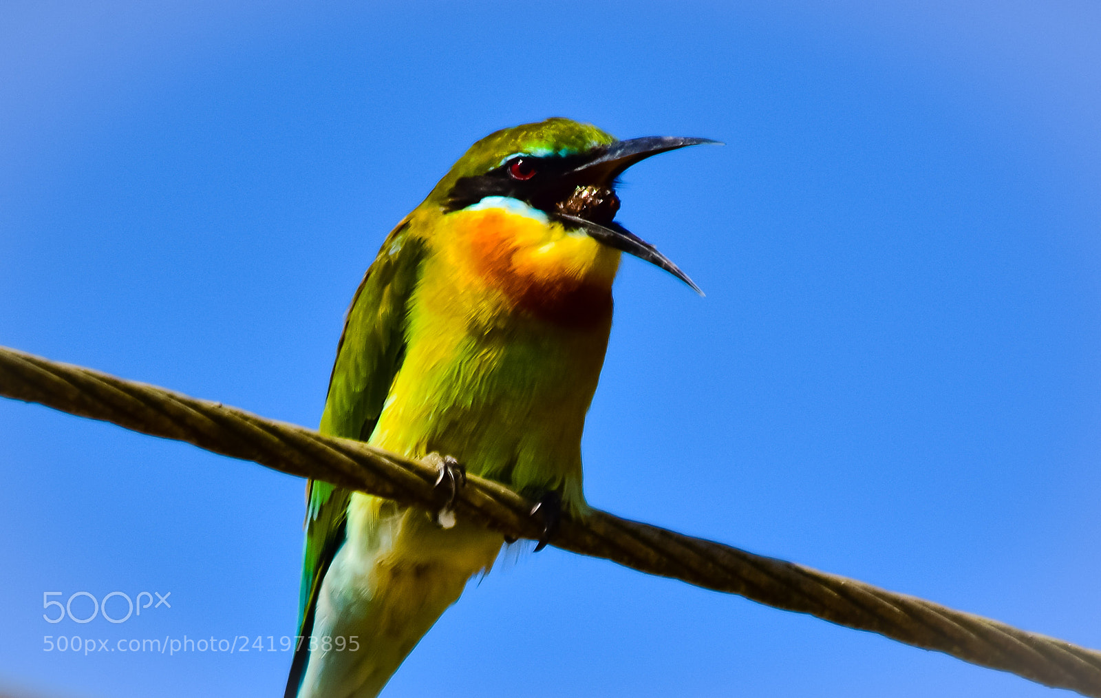 Nikon D7200 sample photo. Bee eater photography