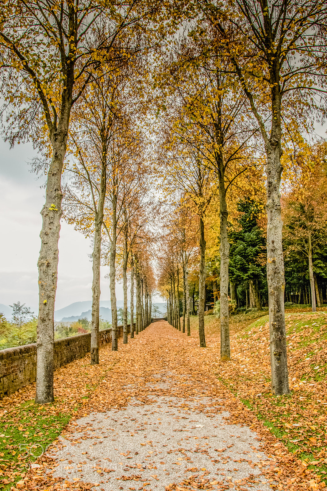 Canon EOS 7D Mark II sample photo. Tree row at the photography