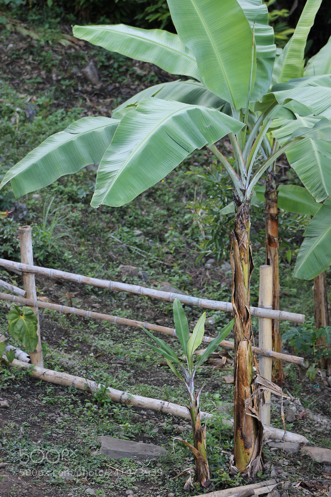 Canon EOS 1100D (EOS Rebel T3 / EOS Kiss X50) sample photo. Plantas photography