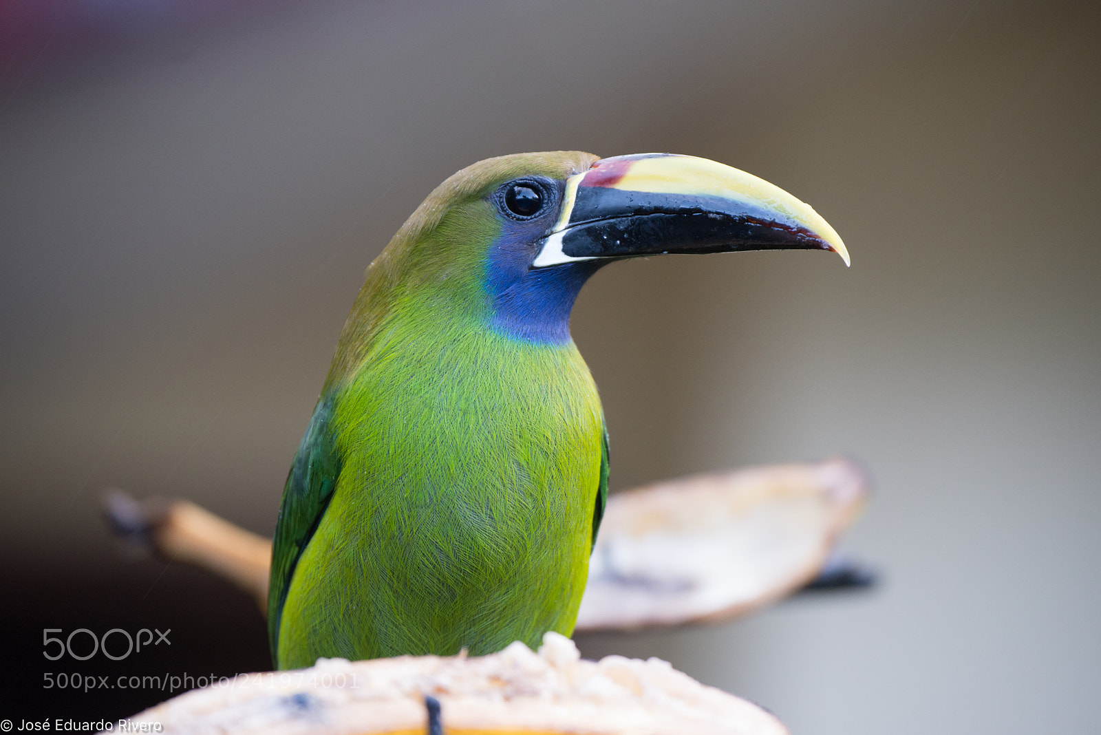 Nikon D800E sample photo. Toucanet photography