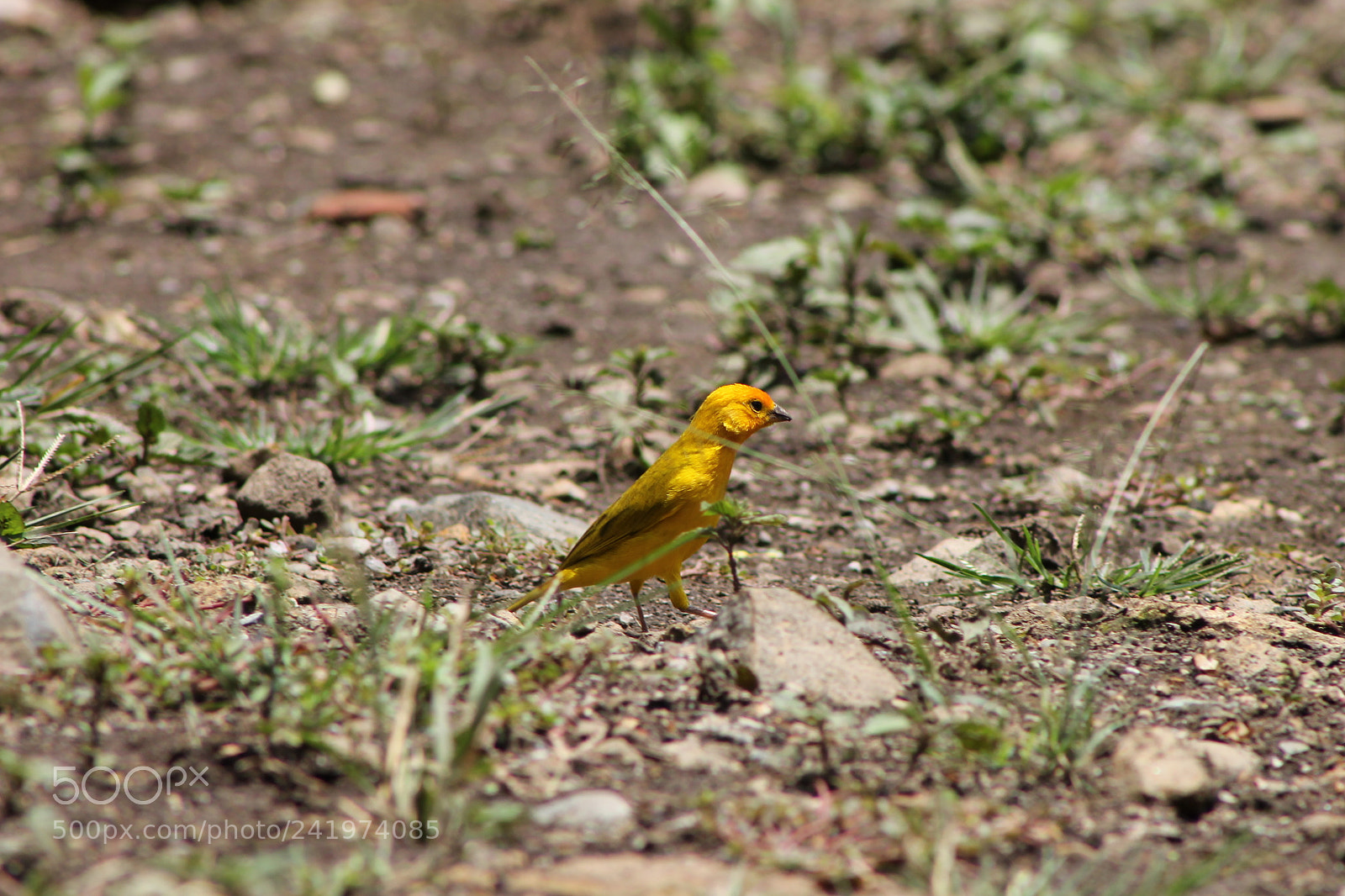 Canon EOS 1100D (EOS Rebel T3 / EOS Kiss X50) + EF75-300mm f/4-5.6 sample photo. Aves photography