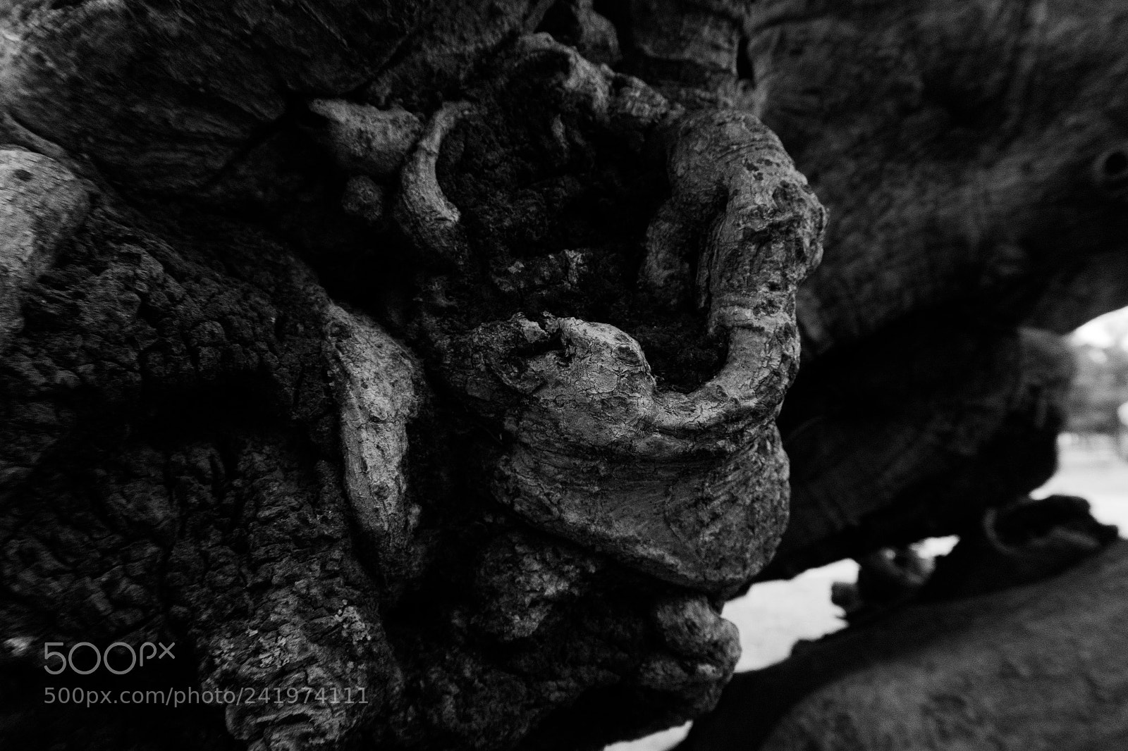 Canon PowerShot G7 X Mark II sample photo. Arbol byn photography