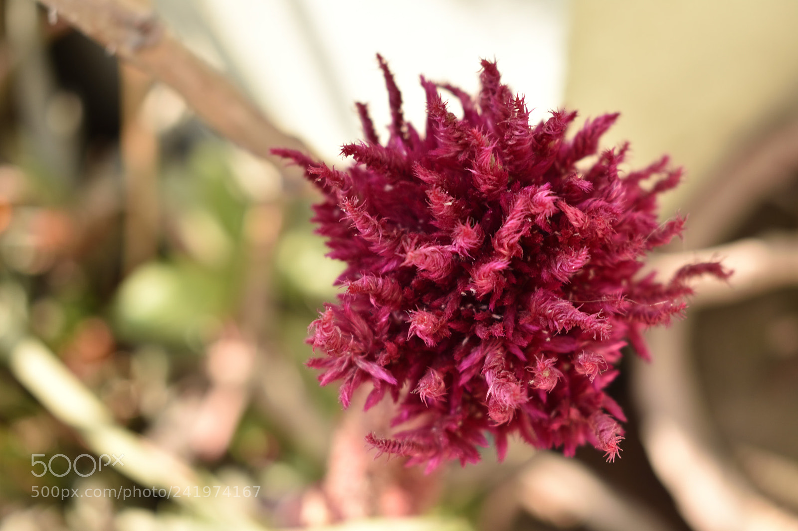 Nikon D3400 sample photo. Flower on my terrace photography