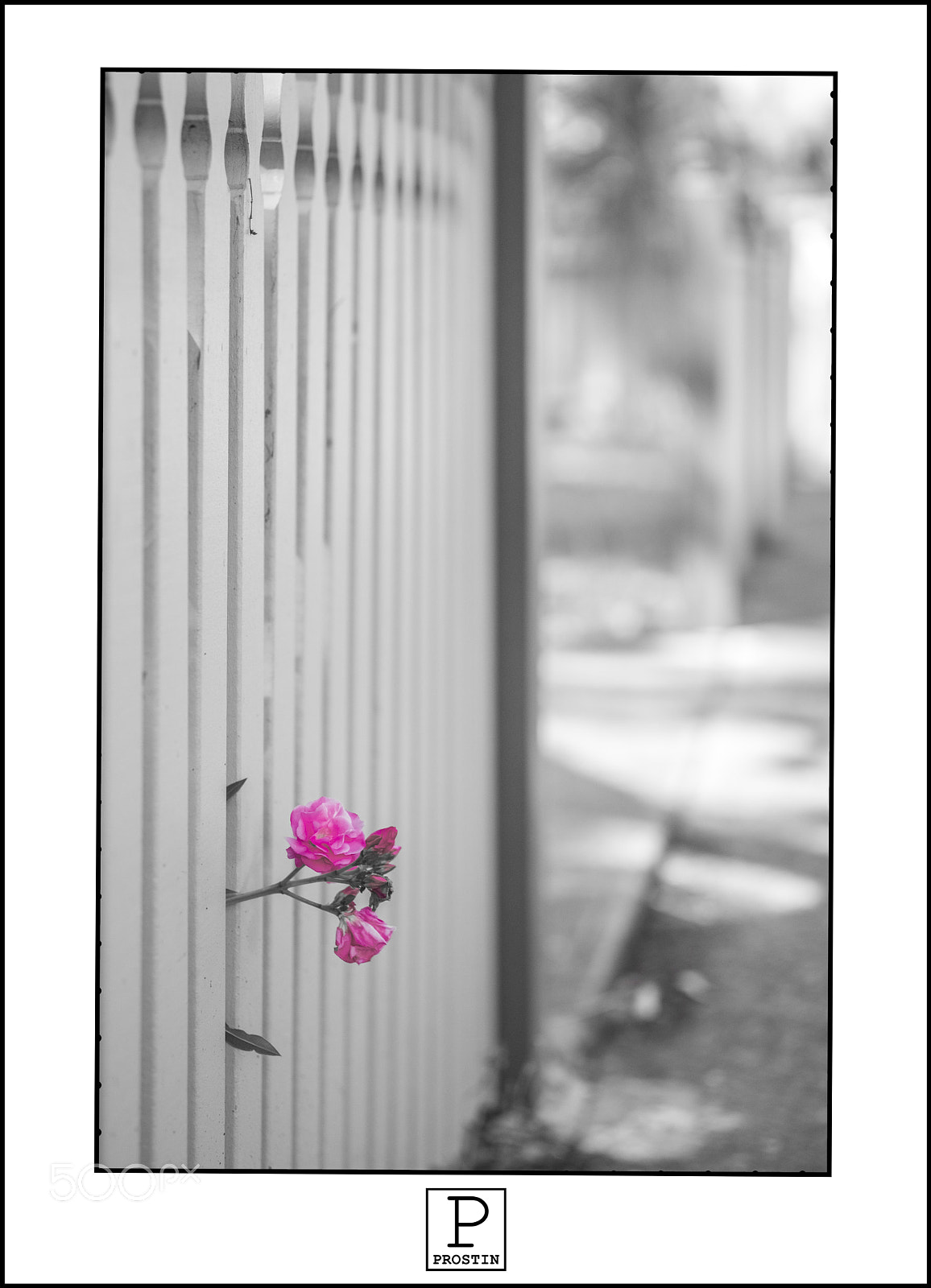 Fujifilm X-T20 sample photo. Pink photography