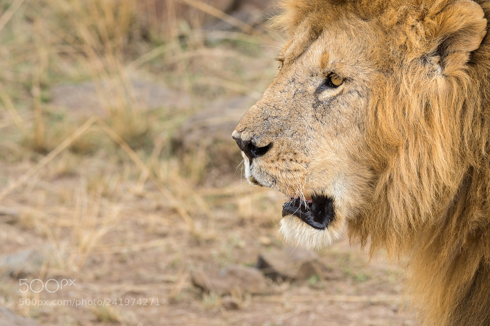 Nikon D500 sample photo. Arrogant - male lion photography
