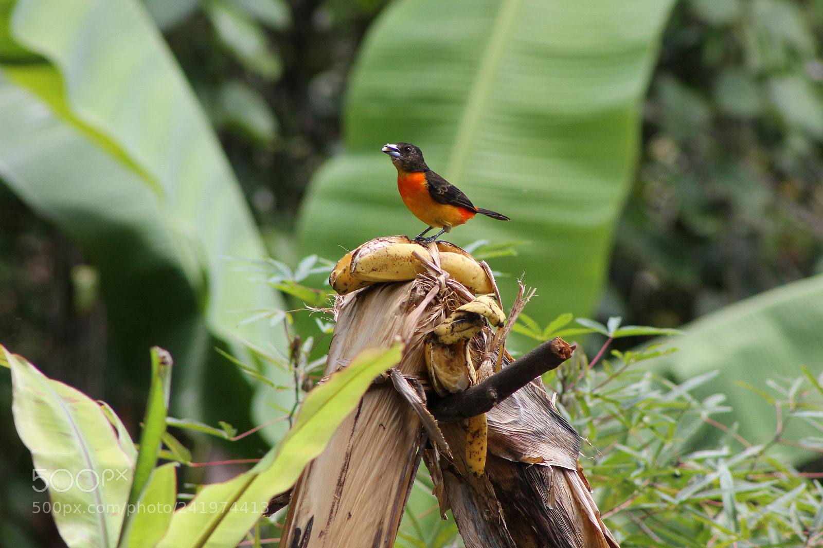 Canon EOS 1100D (EOS Rebel T3 / EOS Kiss X50) + EF75-300mm f/4-5.6 sample photo. Aves photography