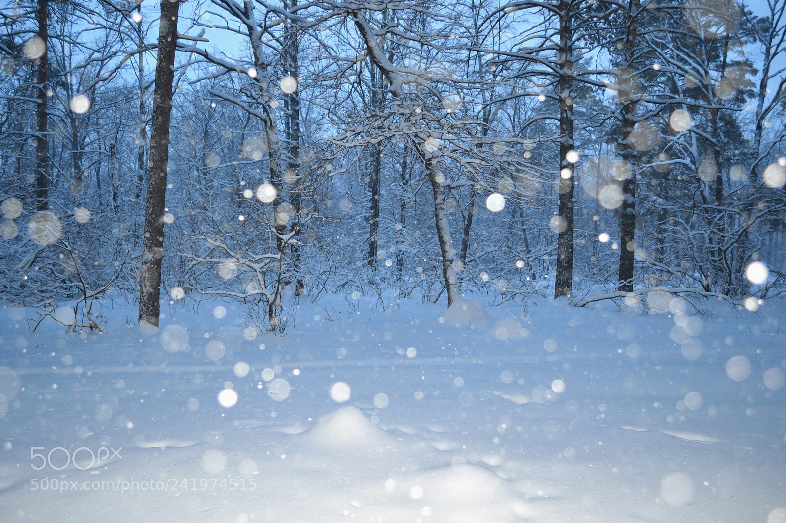Nikon D3100 sample photo. Twilight snowfall. photography
