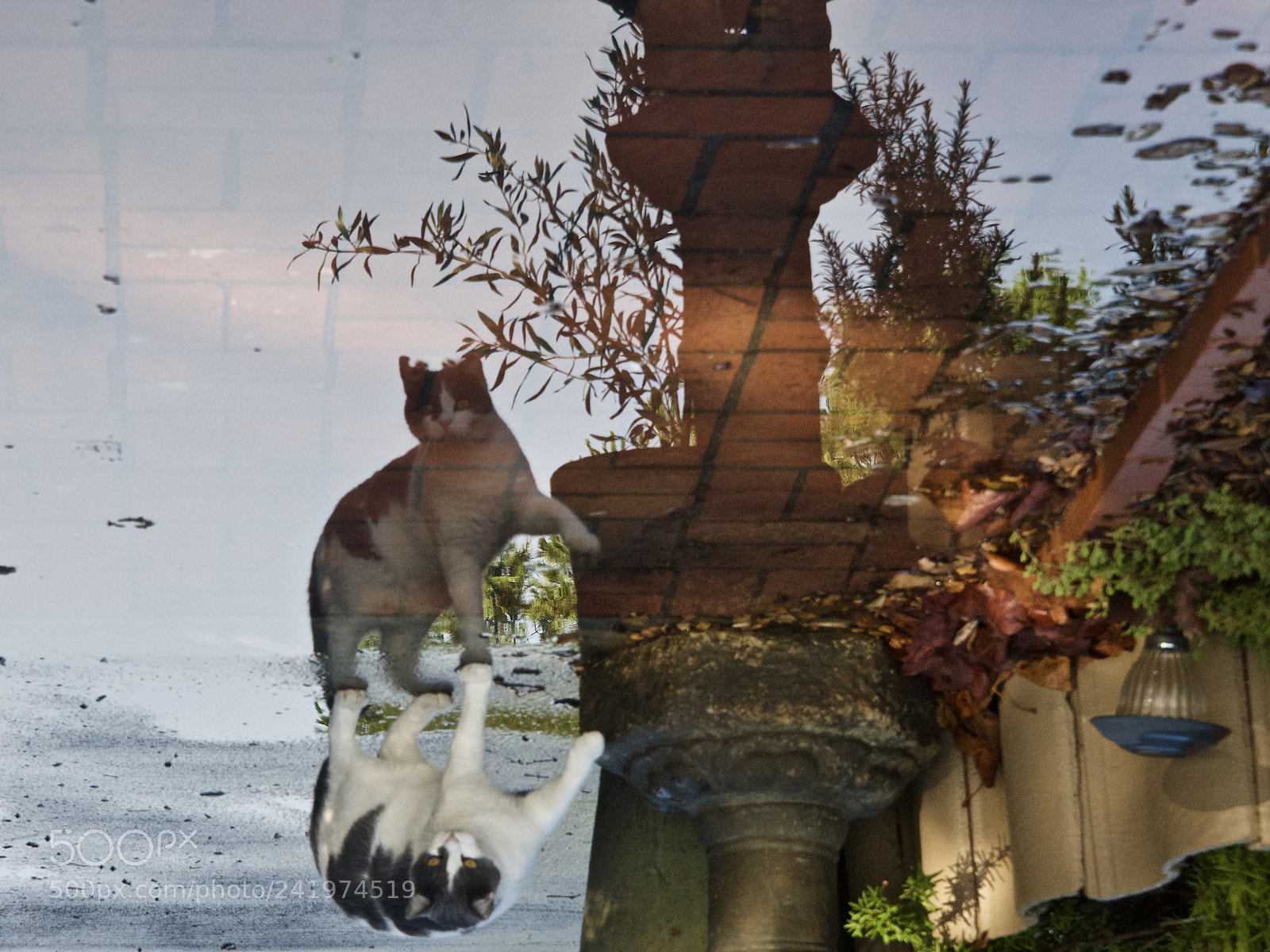 Nikon D810 sample photo. Looking glass 2 photography