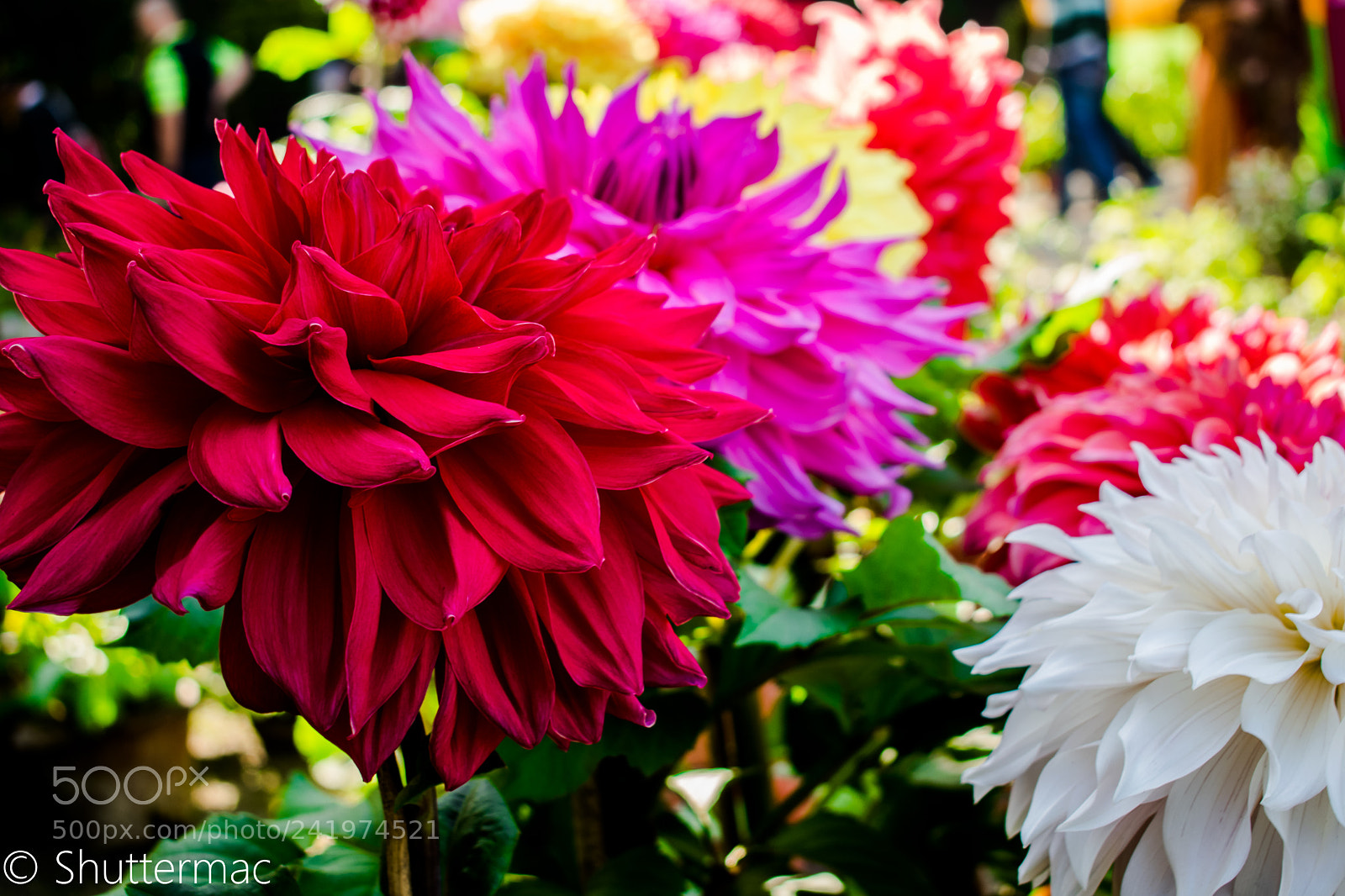 Nikon D3400 sample photo. Playing with colours! photography
