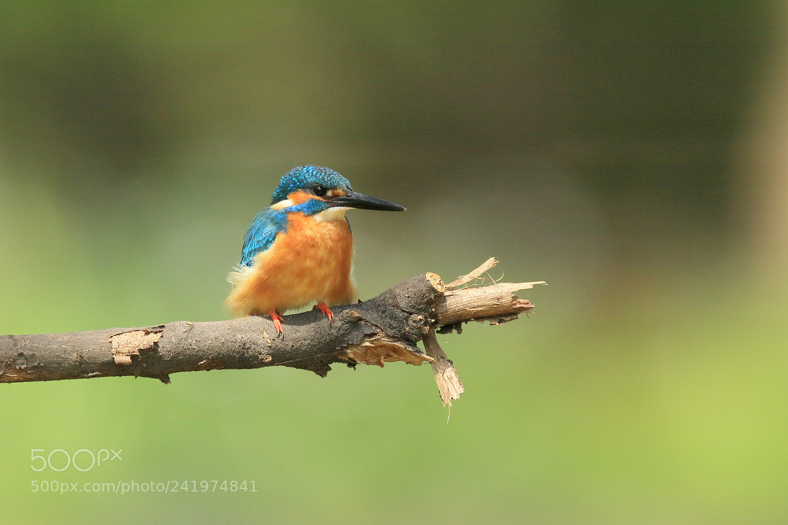 Canon EOS 7D Mark II sample photo. カワセミ kingfisher  photography