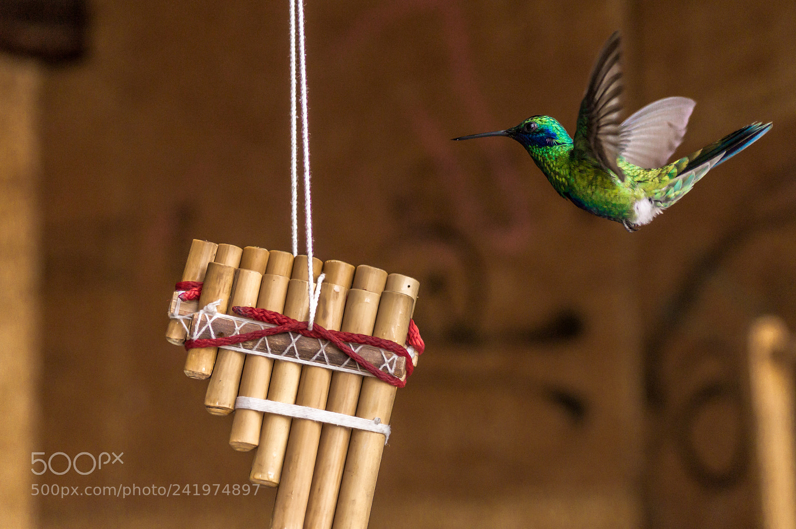 Sony SLT-A57 sample photo. Musician colibri photography
