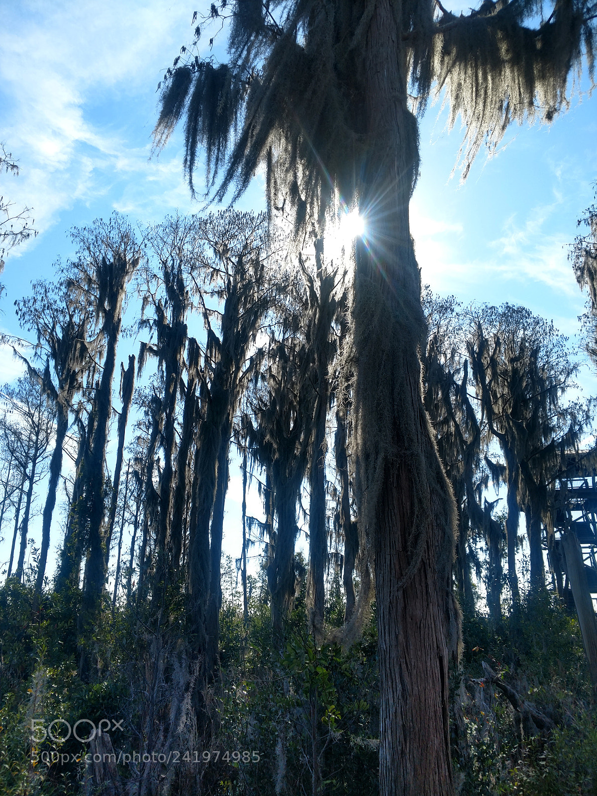 Motorola XT1650 sample photo. Stunning cypress trees with photography