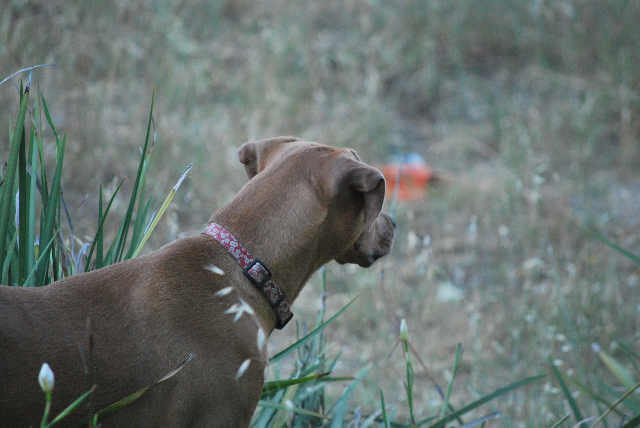 Nikon D60 sample photo