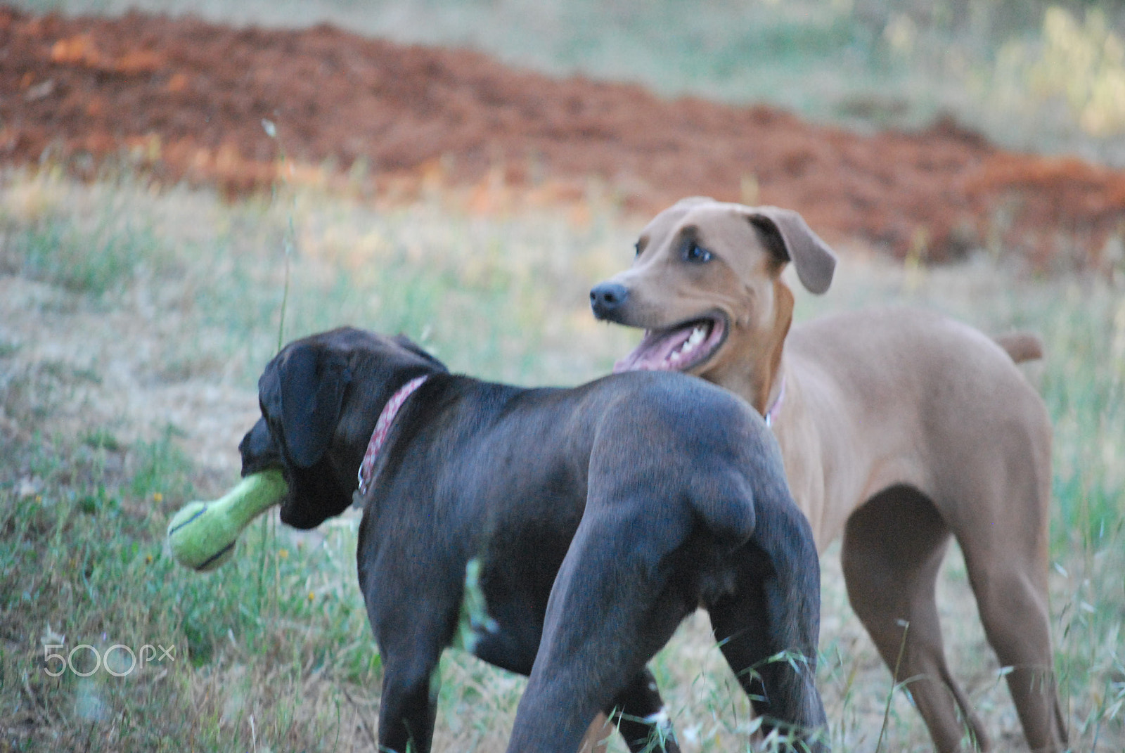 Nikon D60 sample photo. Canis panther photography