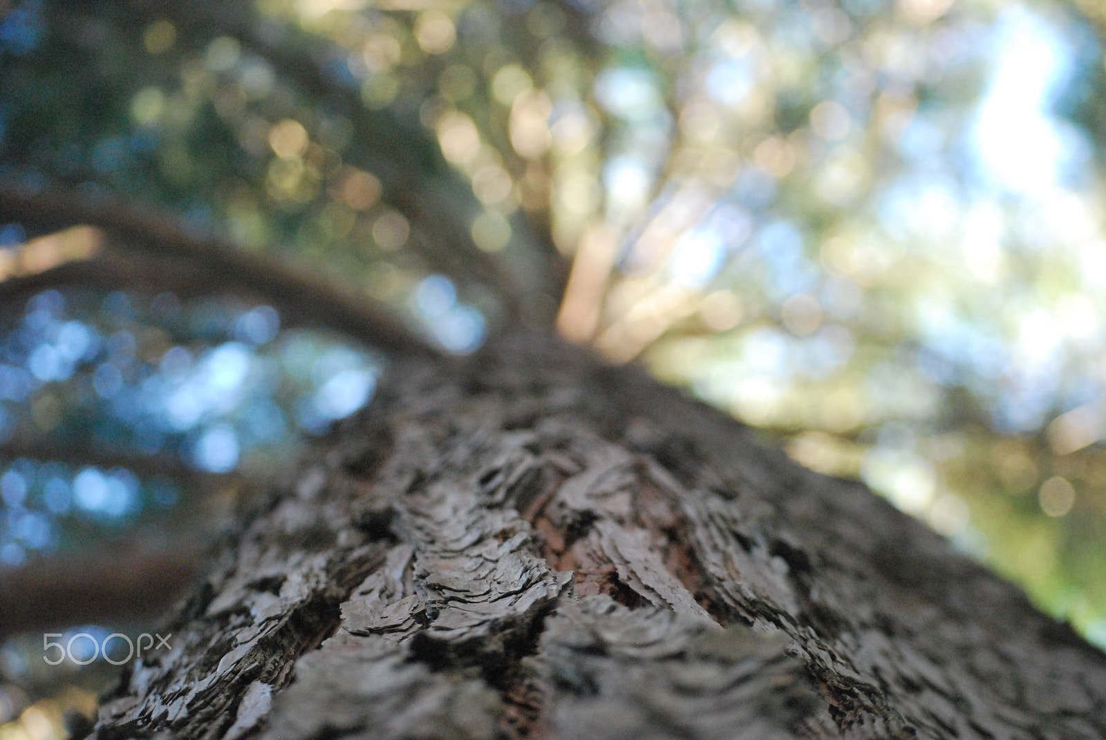 Nikon D60 sample photo. Tree photography