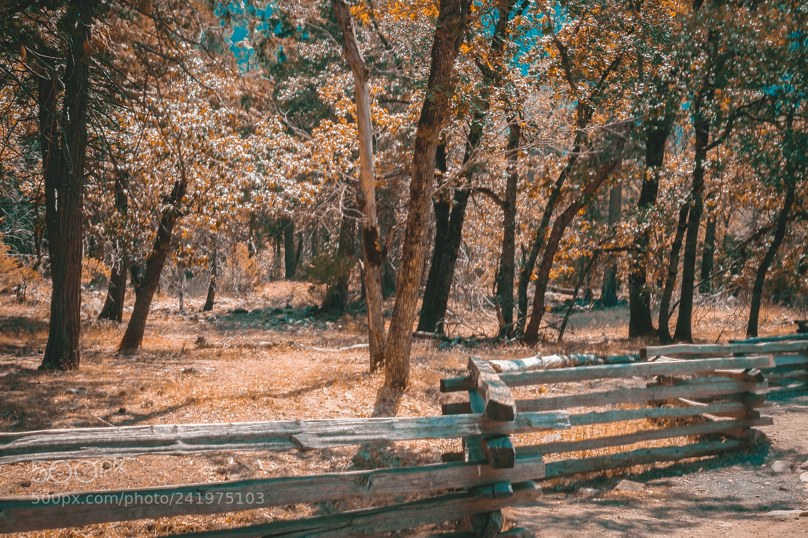 Sony a7 sample photo. Fences photography