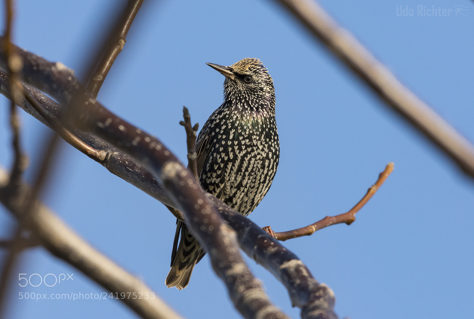Nikon D7200 sample photo. 'common starling (sturnus vulgaris) photography