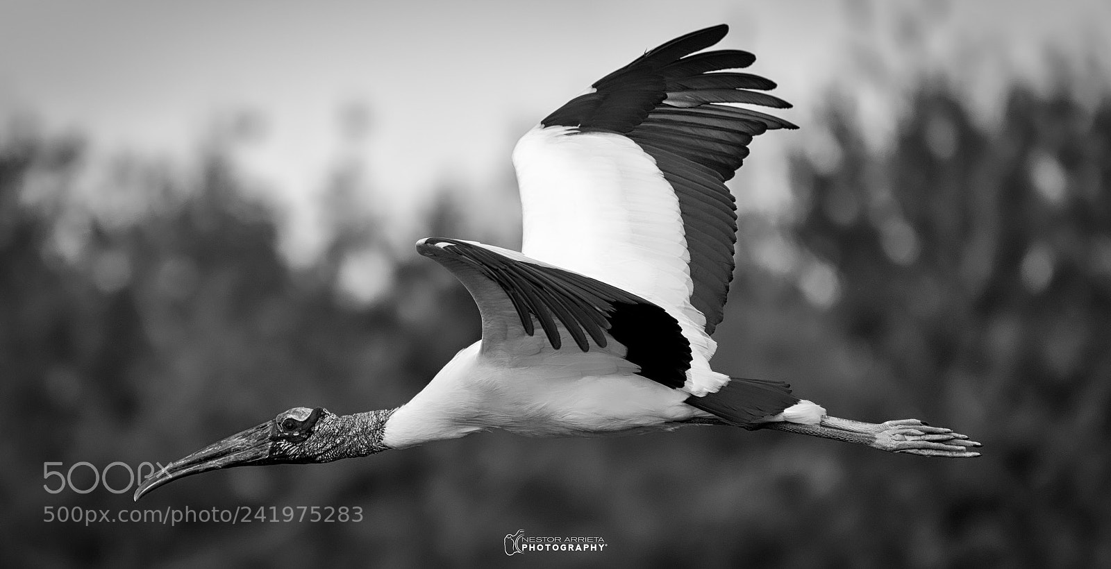 Nikon D810 sample photo. Wood storkbw photography