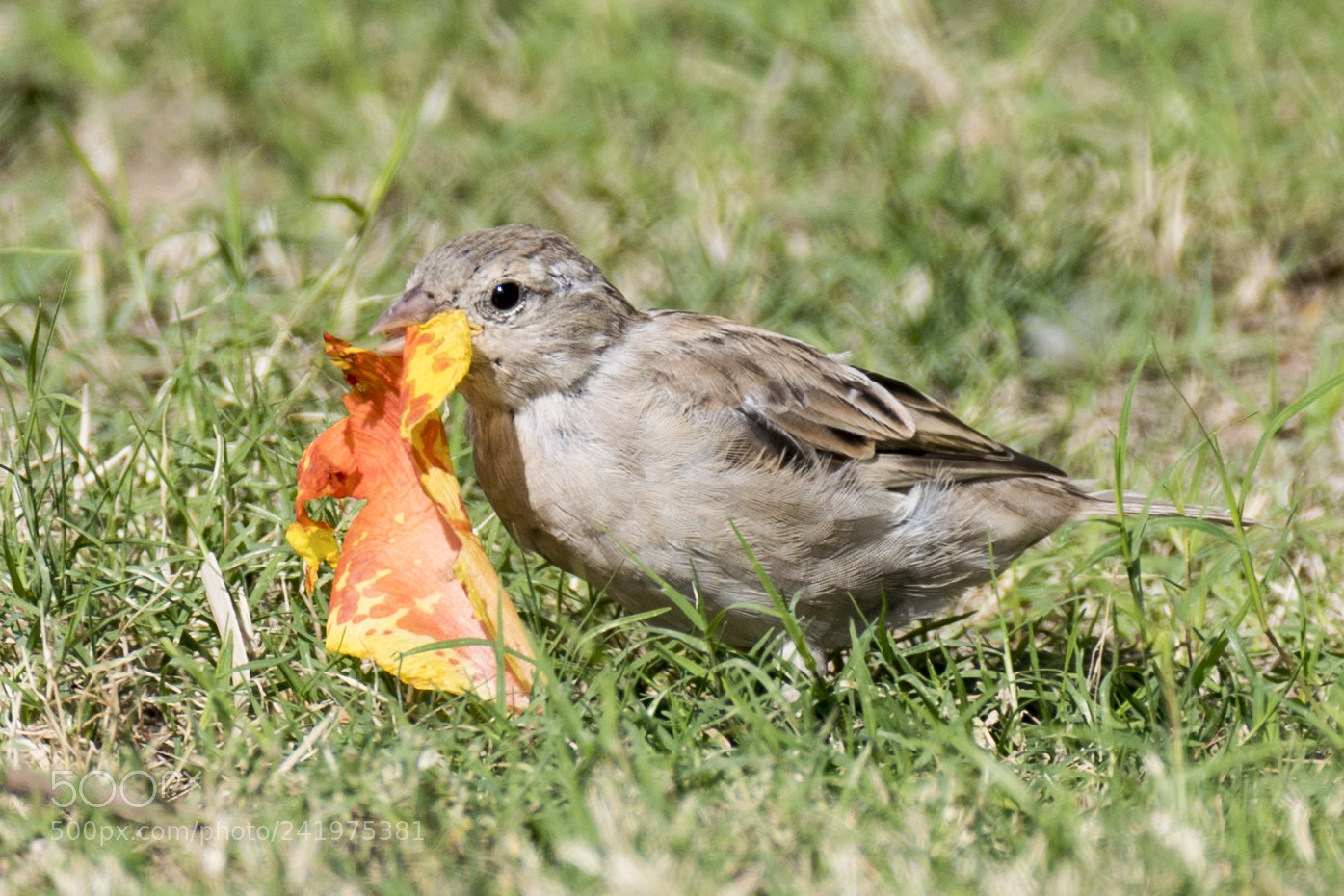 Nikon D500 sample photo. Mouthful photography