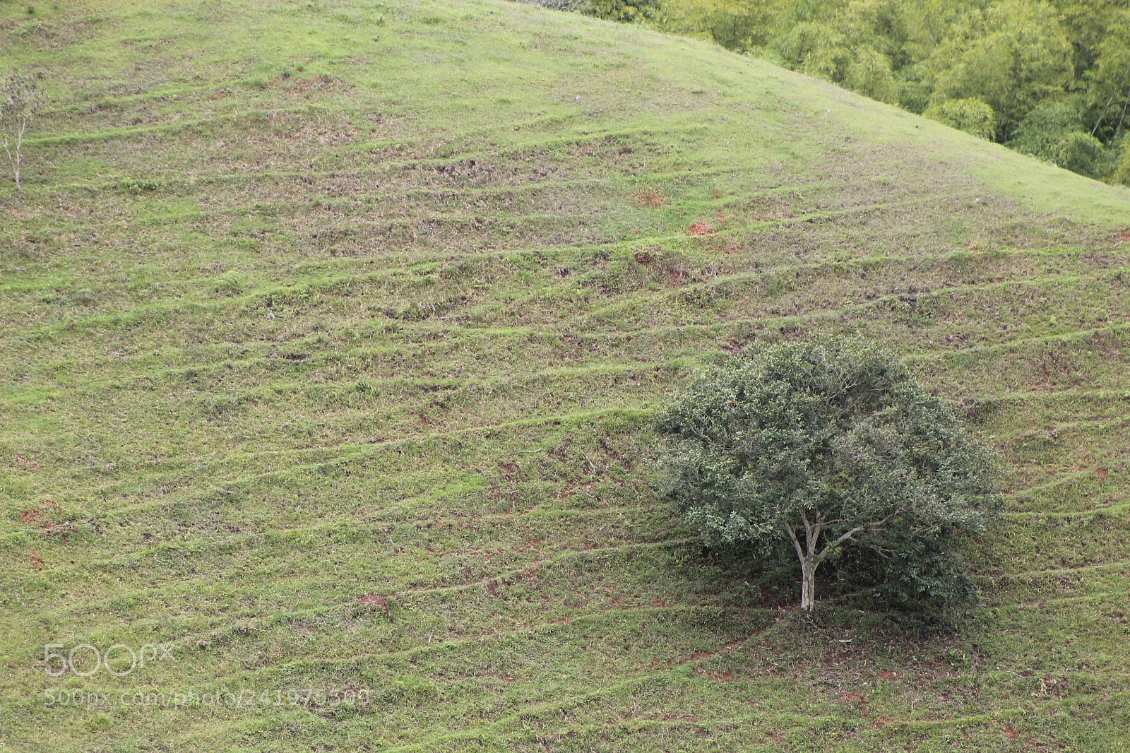 Canon EOS 1100D (EOS Rebel T3 / EOS Kiss X50) + EF75-300mm f/4-5.6 sample photo. Arbol photography