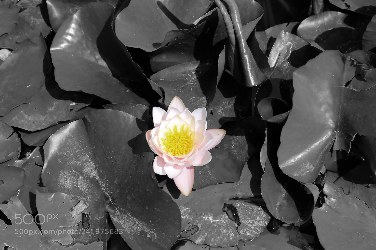 Canon EOS 1200D (EOS Rebel T5 / EOS Kiss X70 / EOS Hi) sample photo. Blooming in the shadows photography