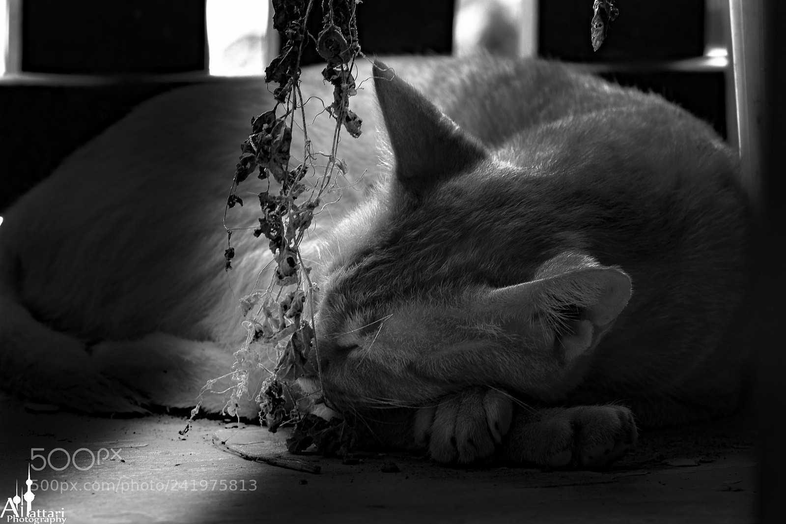 Nikon D7200 sample photo. My cat photography