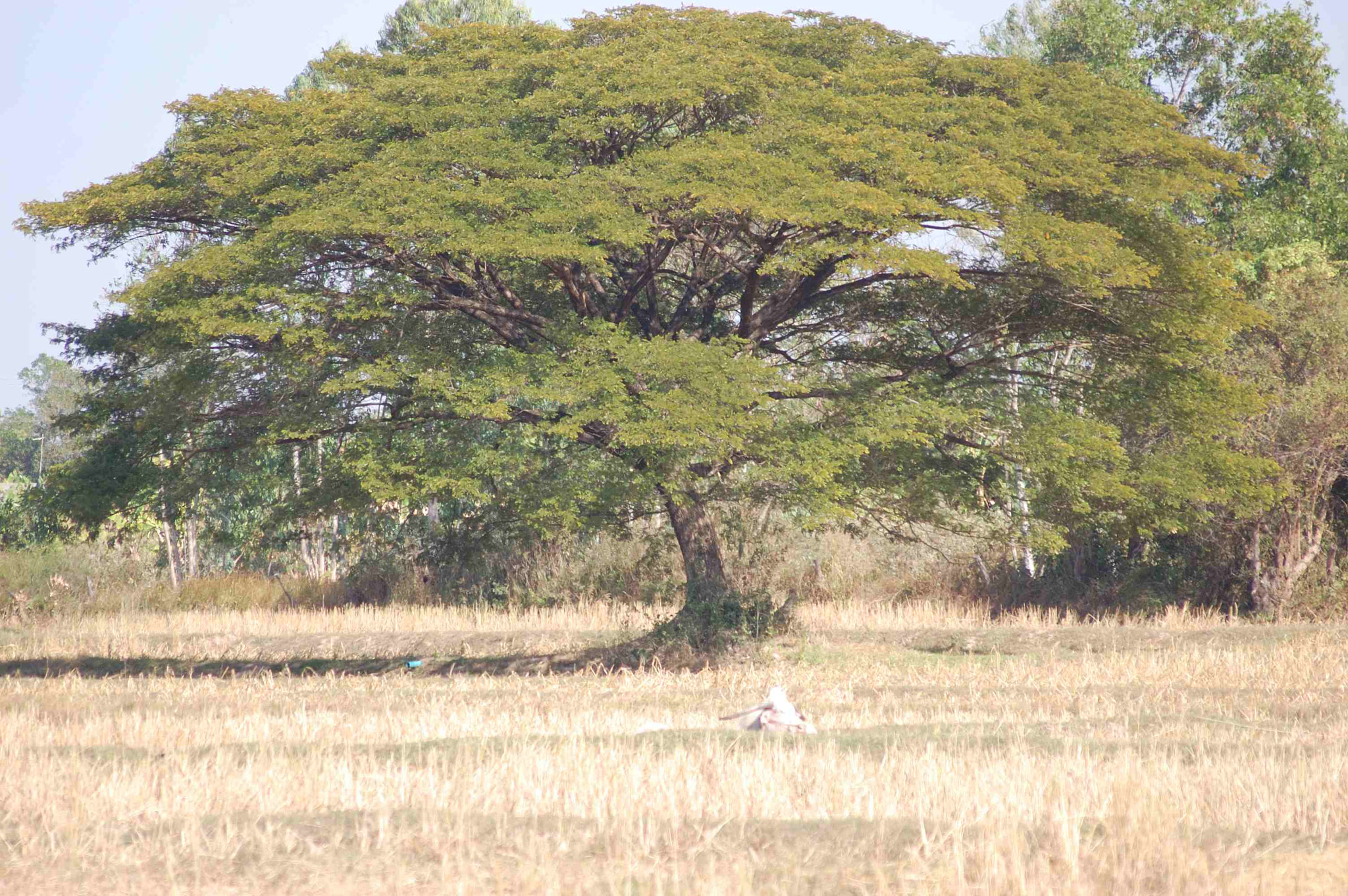Sigma 70-300mm F4-5.6 APO DG Macro sample photo