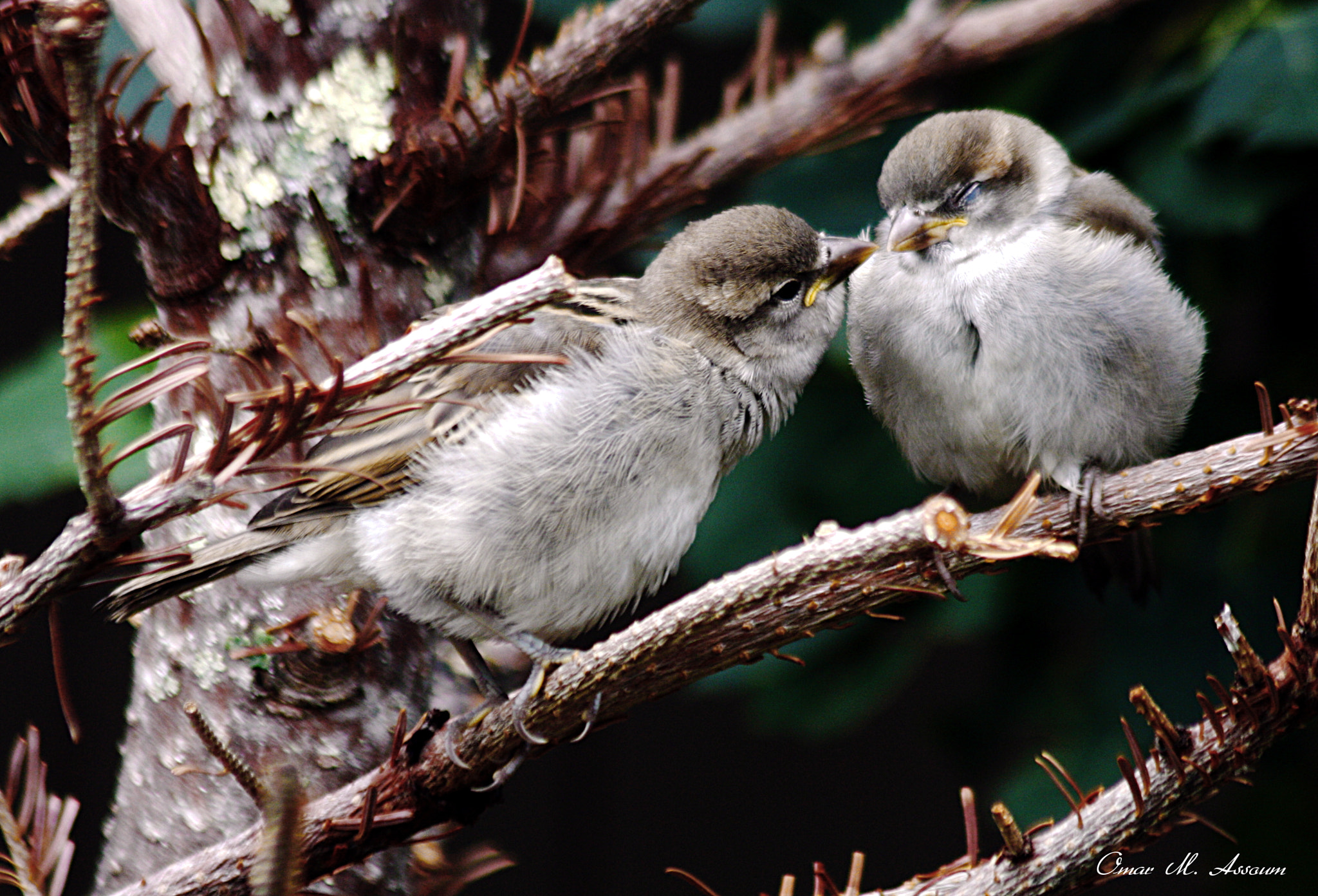 Canon EF 75-300mm F4.0-5.6 IS USM sample photo. Tender beck photography