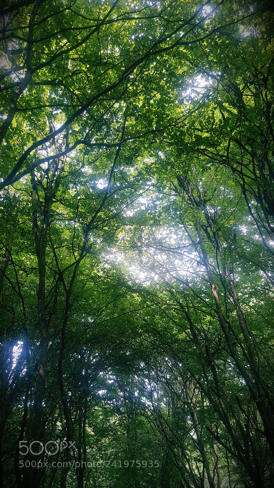 Samsung Galaxy Note5 sample photo. Untitled photography