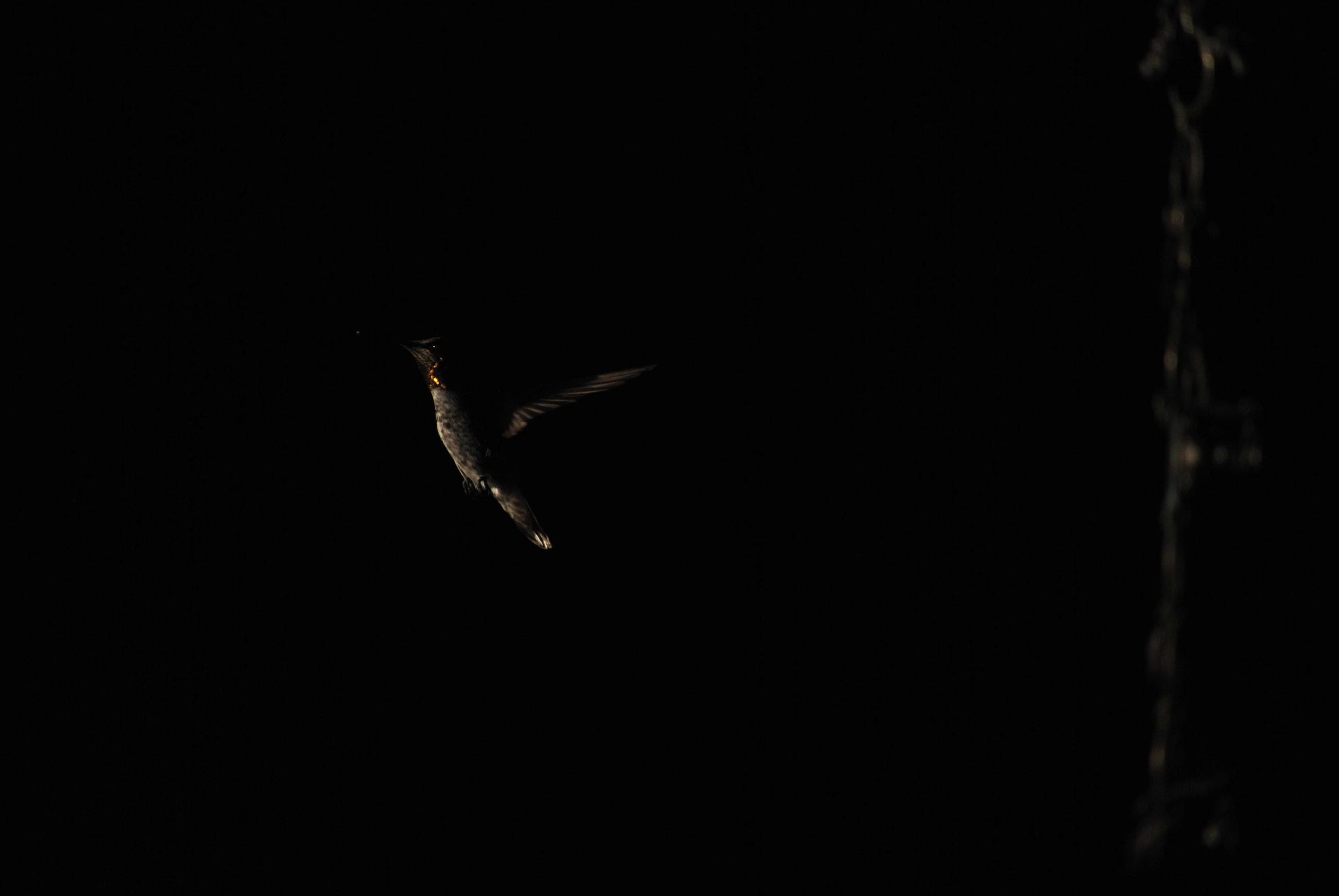 Nikon D60 sample photo. Dark hummingbird photography