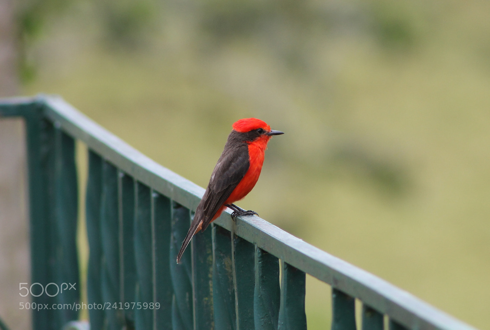 Canon EOS 1100D (EOS Rebel T3 / EOS Kiss X50) sample photo. Aves photography