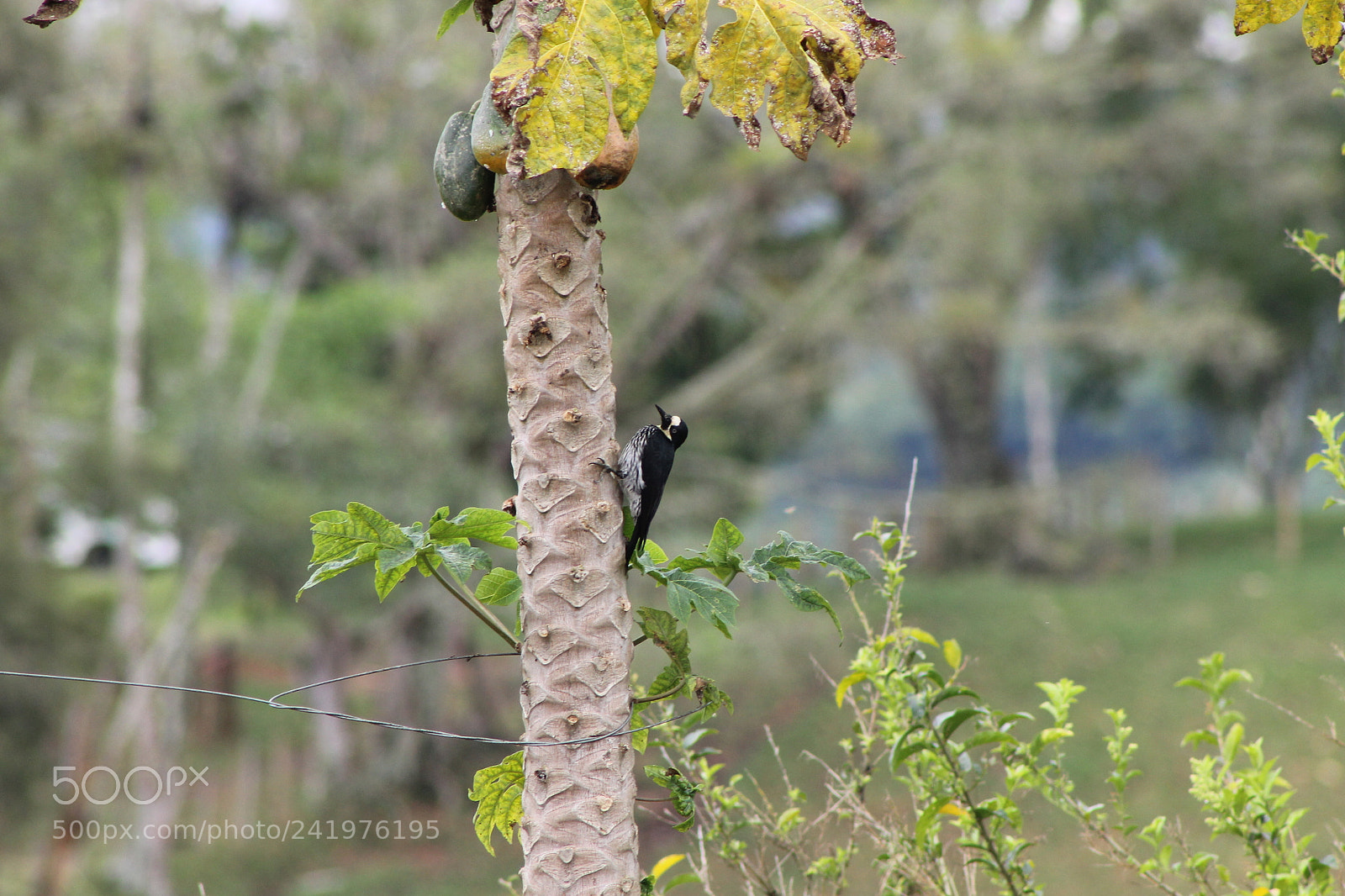 Canon EOS 1100D (EOS Rebel T3 / EOS Kiss X50) + EF75-300mm f/4-5.6 sample photo. Aves photography