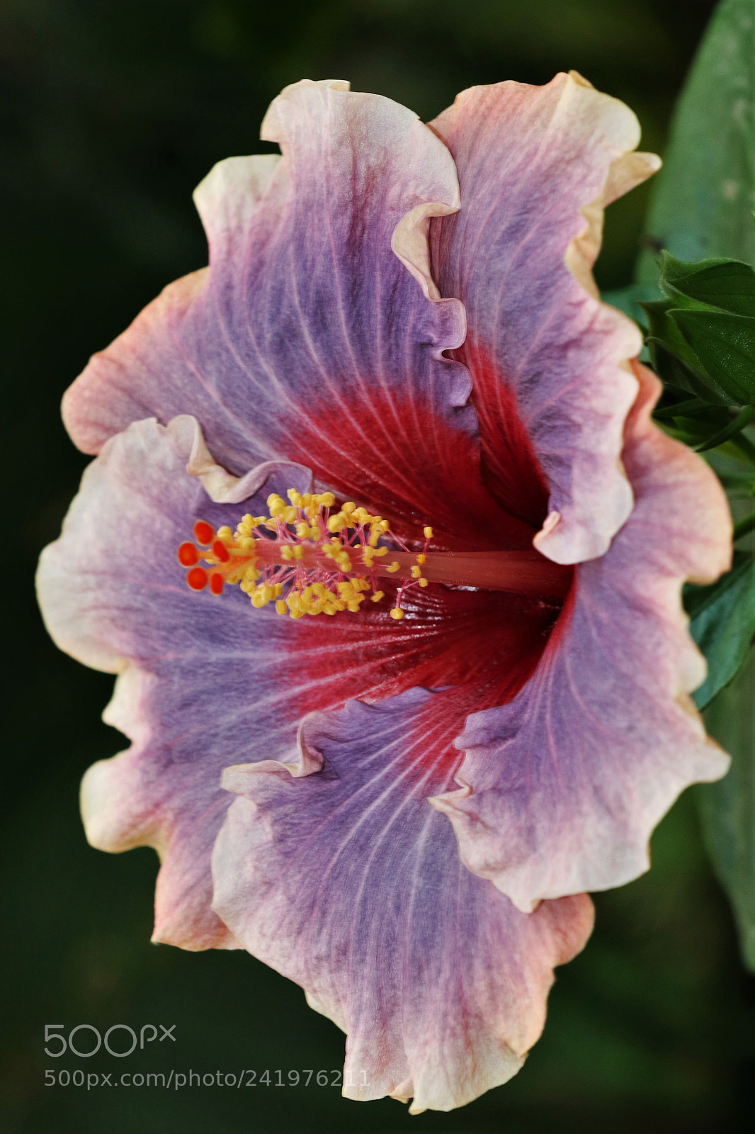 Canon EOS 7D Mark II sample photo. Hibiscus photography