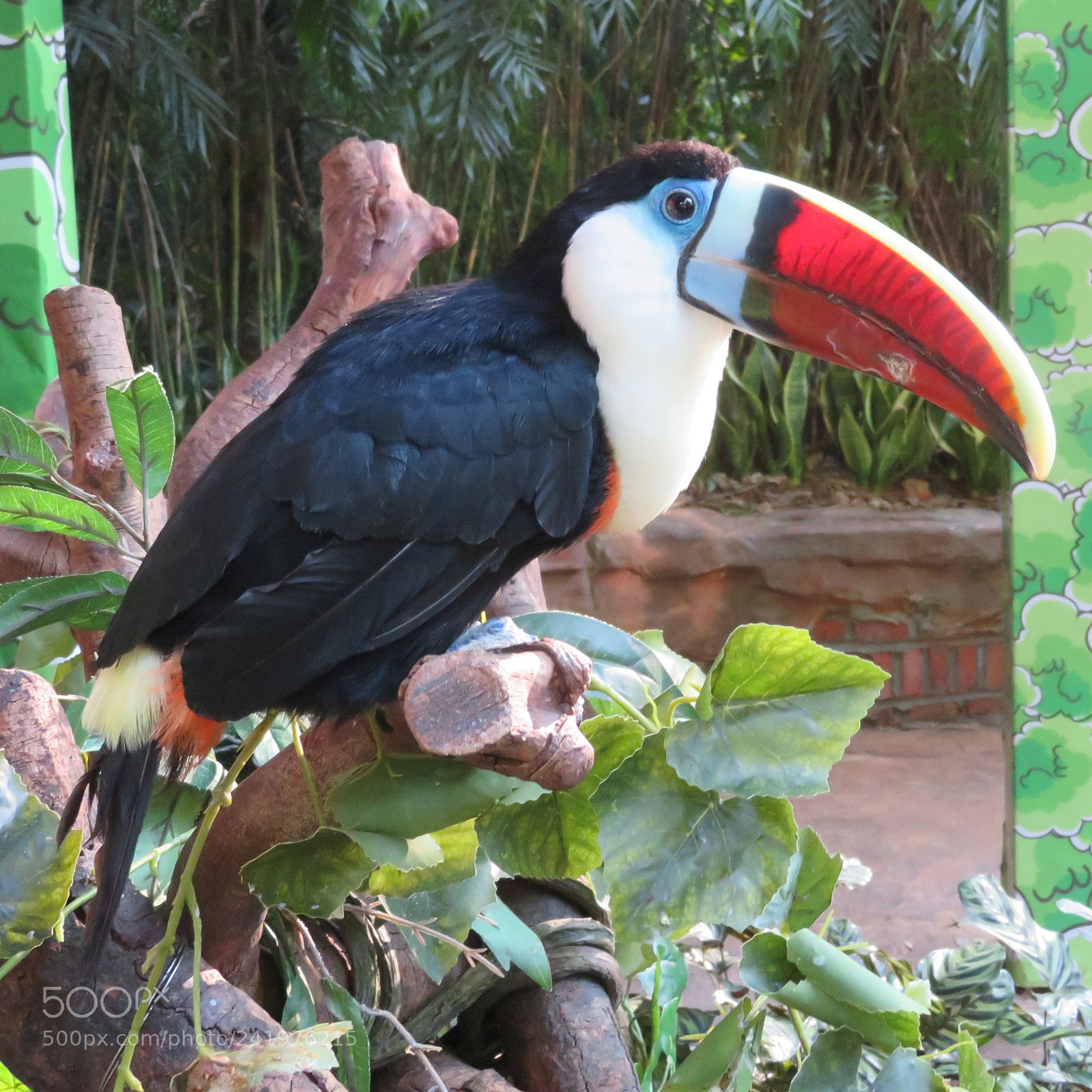 Canon PowerShot SX720 HS sample photo. Red-billed toucan photography