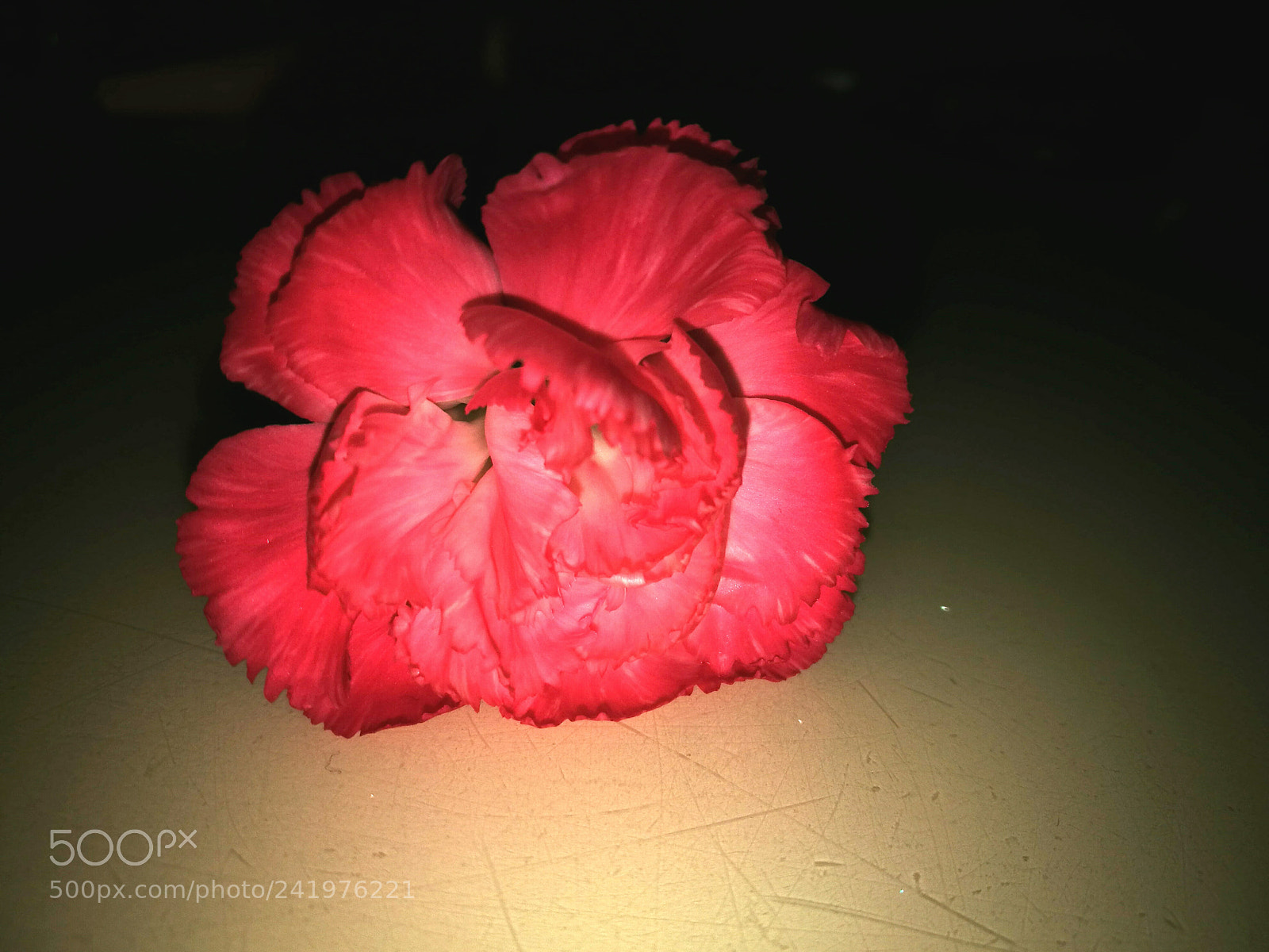HUAWEI P9 sample photo. Carnation photography