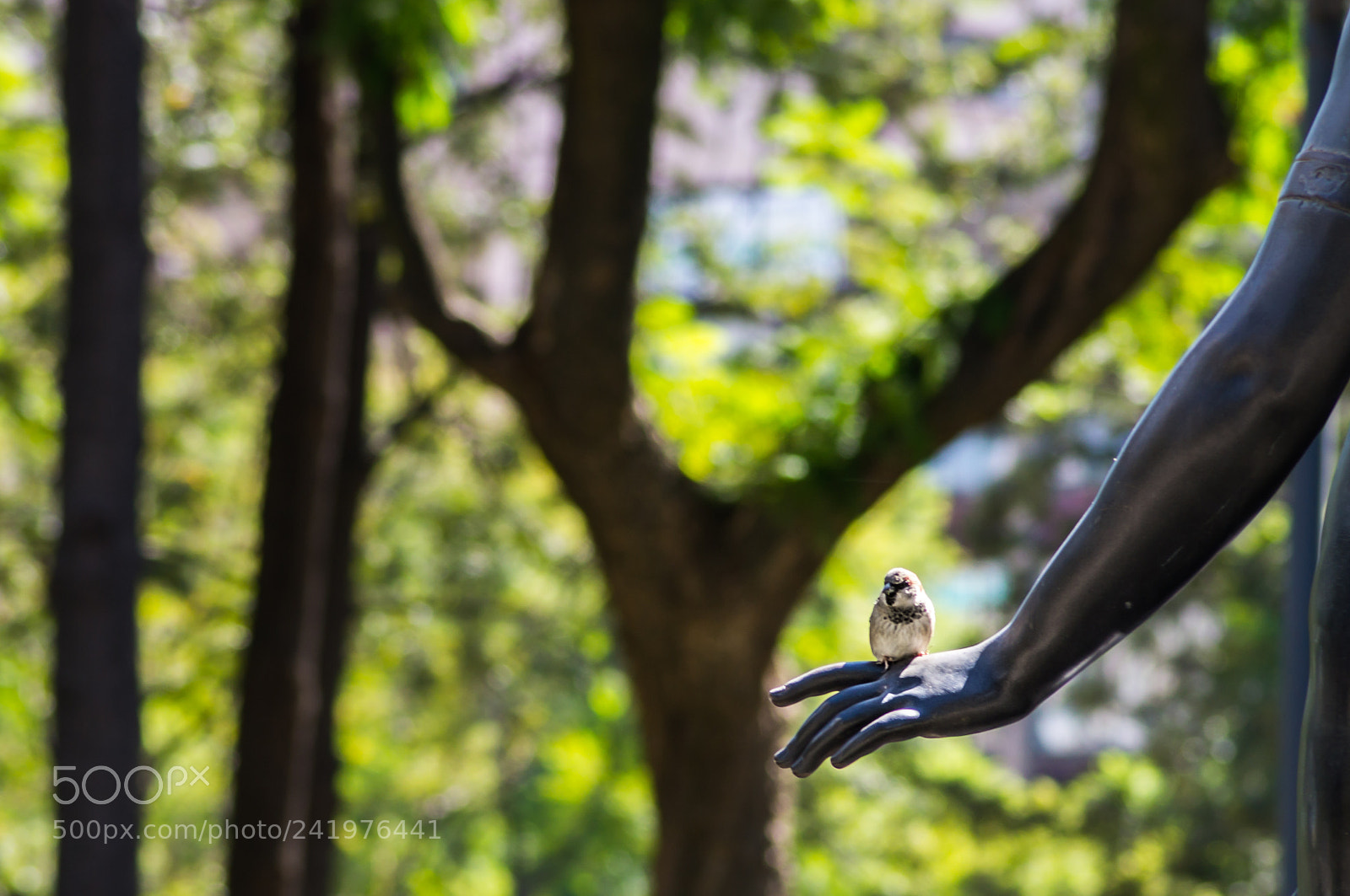 Sony SLT-A57 sample photo. Bird on a hand photography
