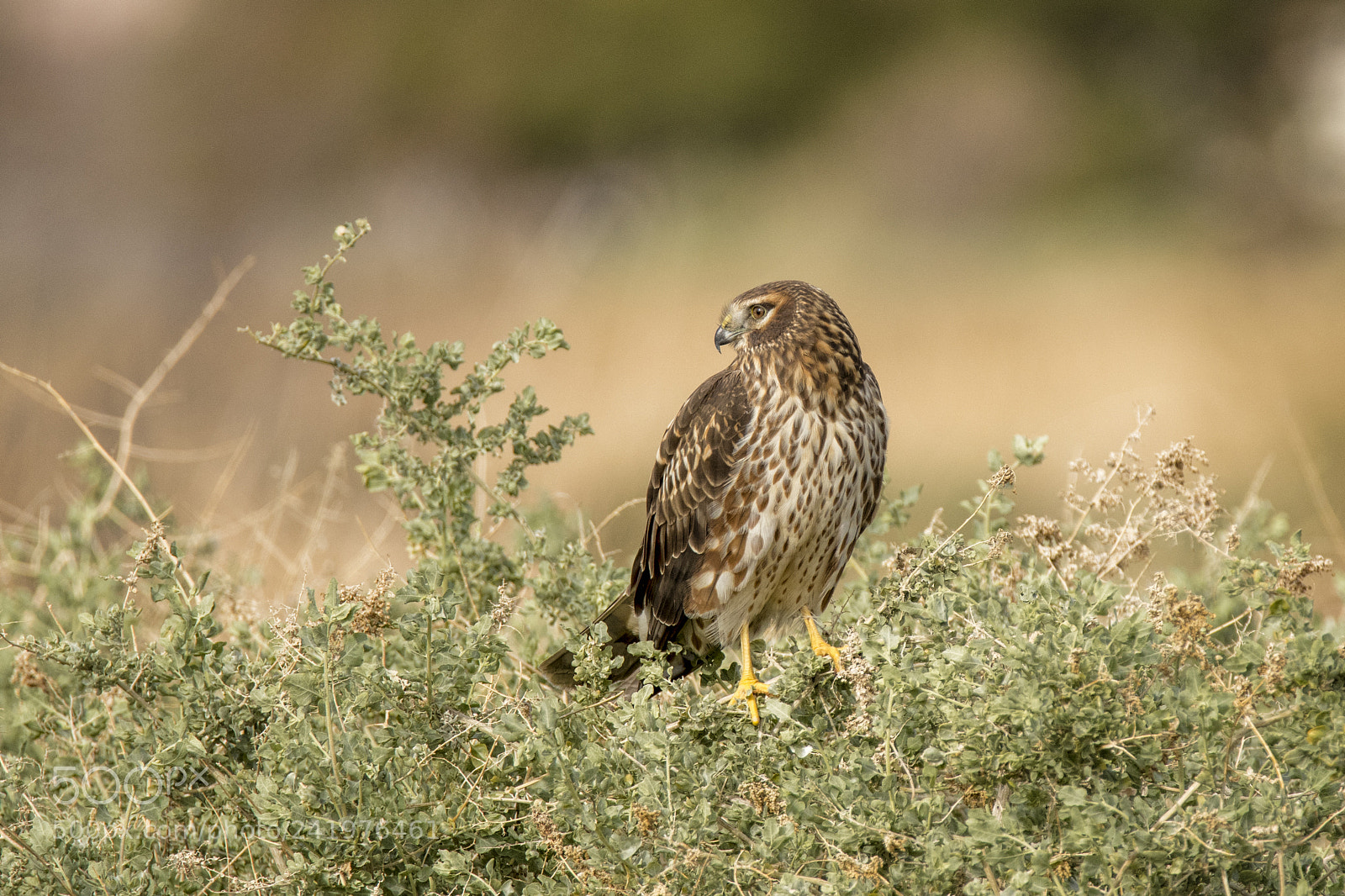Nikon D500 sample photo. Harrier watching photography