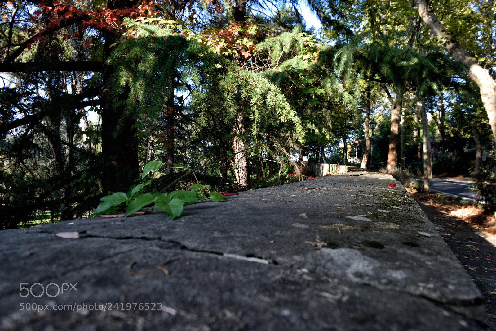 Nikon D810 sample photo. Street of florence xv photography