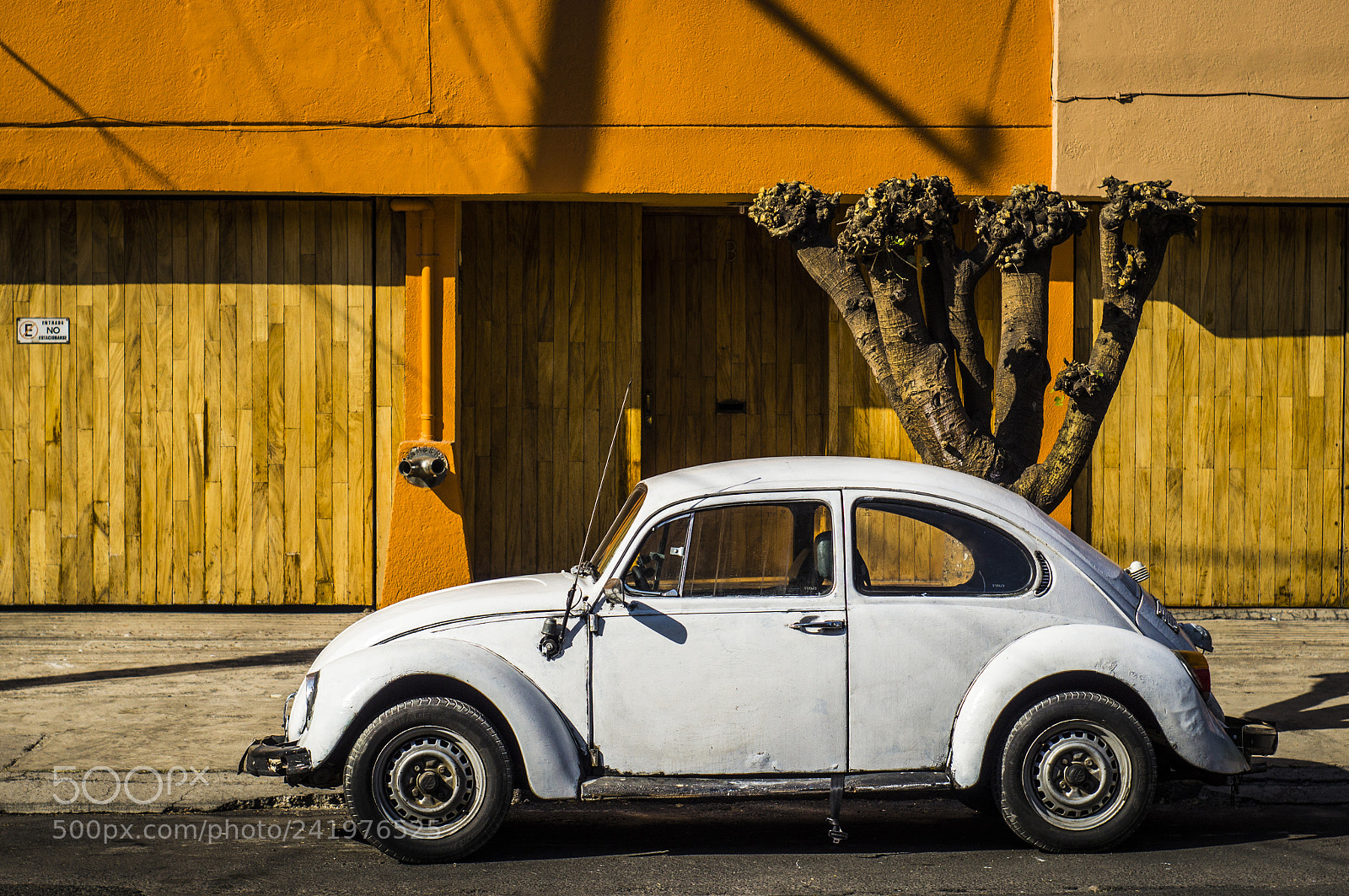 Sony SLT-A57 sample photo. White beetle photography