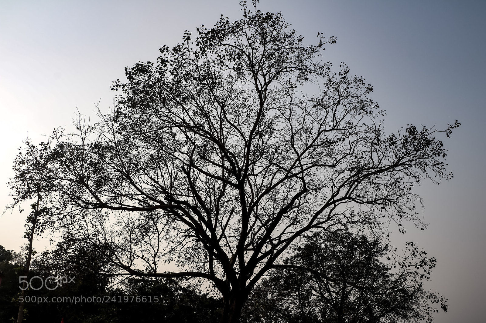 Canon EOS 760D (EOS Rebel T6s / EOS 8000D) sample photo. Pipal tree photography