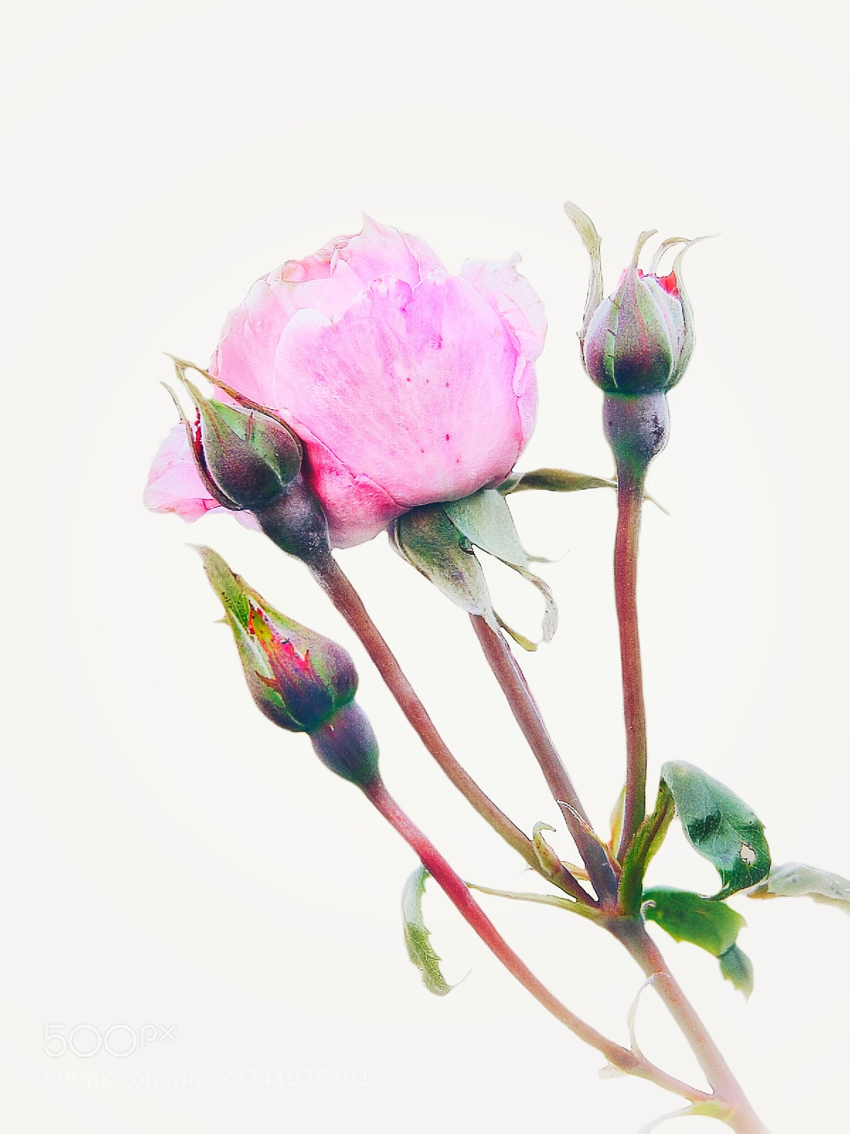 Canon EOS 60D sample photo. Summertime rose photography