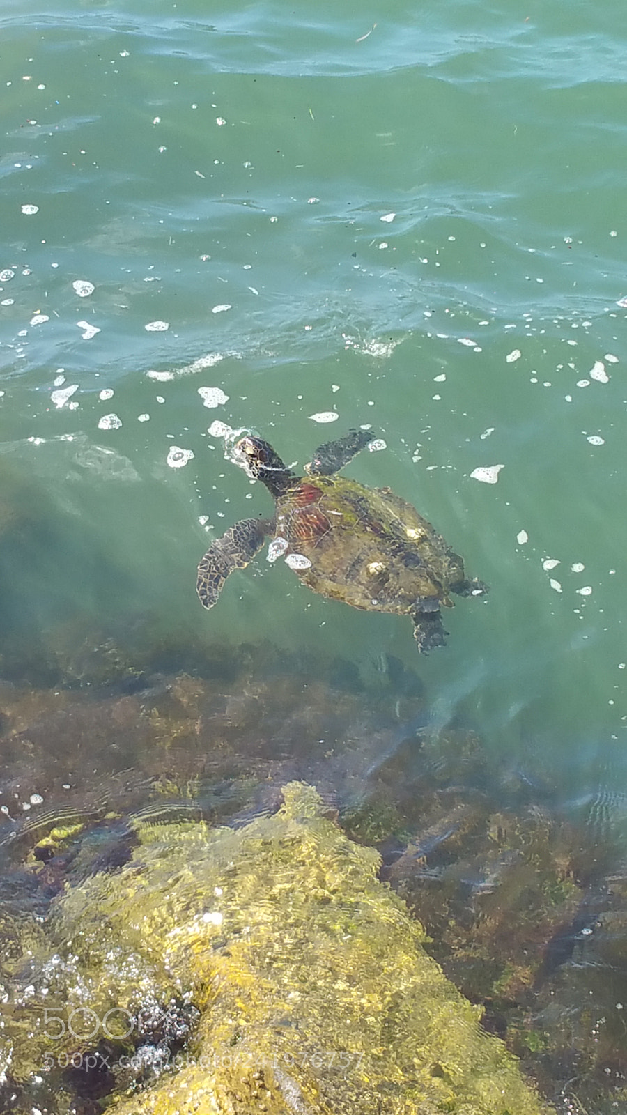 Samsung Galaxy Note4 sample photo. Sea turtle photography