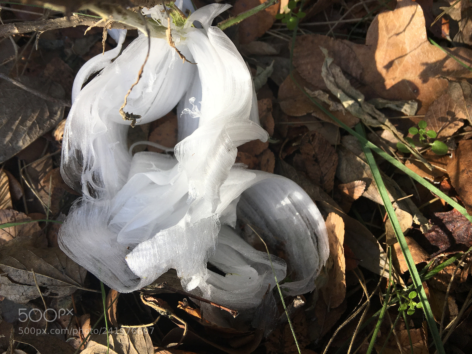 Apple iPhone 6s Plus sample photo. Frost flower photography
