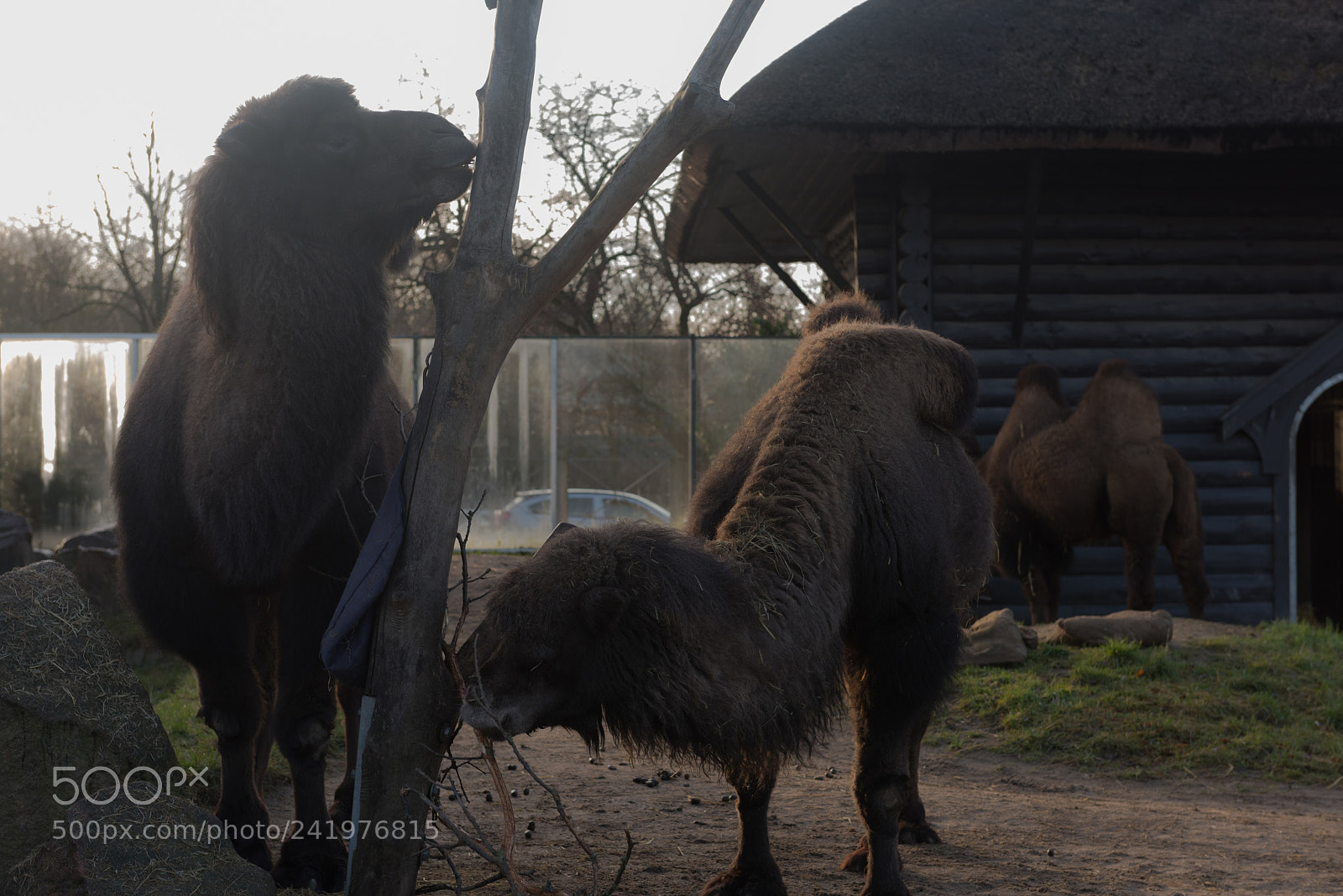 Nikon D810 sample photo. Zoo photography