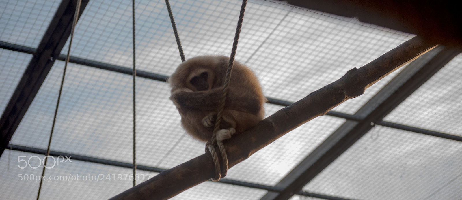 Nikon D810 sample photo. Zoo photography