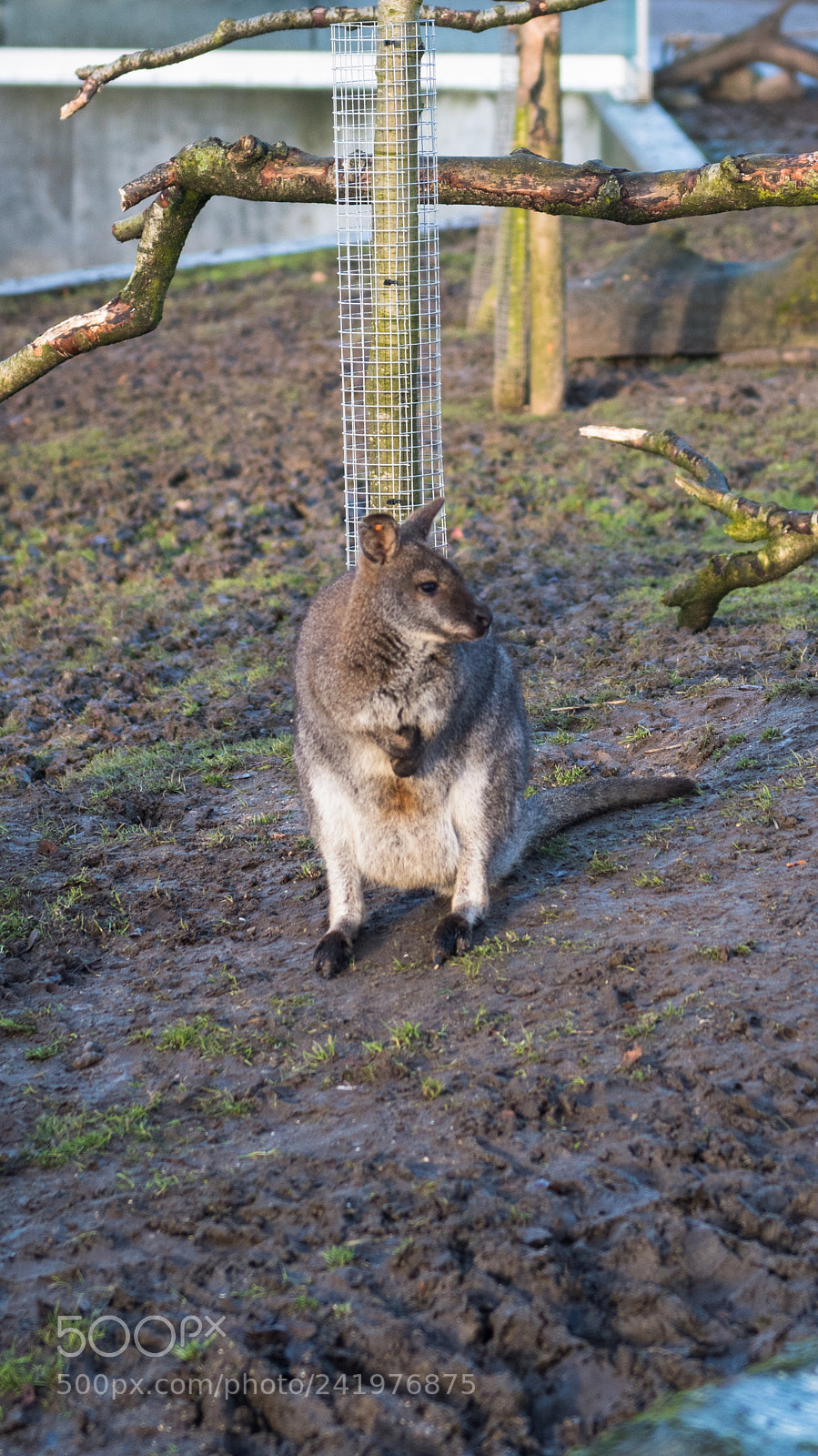 Nikon D810 sample photo. Zoo photography