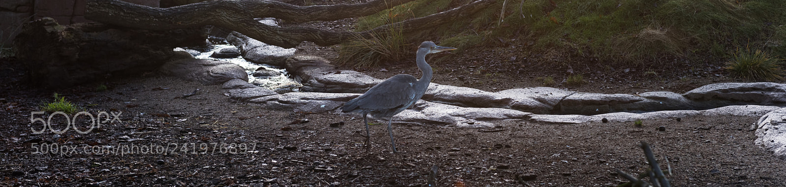 Nikon D810 sample photo. Zoo photography