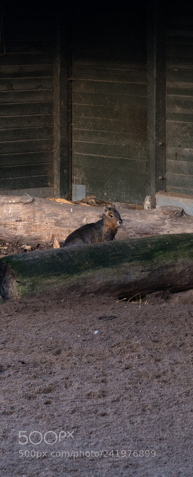 Nikon D810 sample photo. Zoo photography