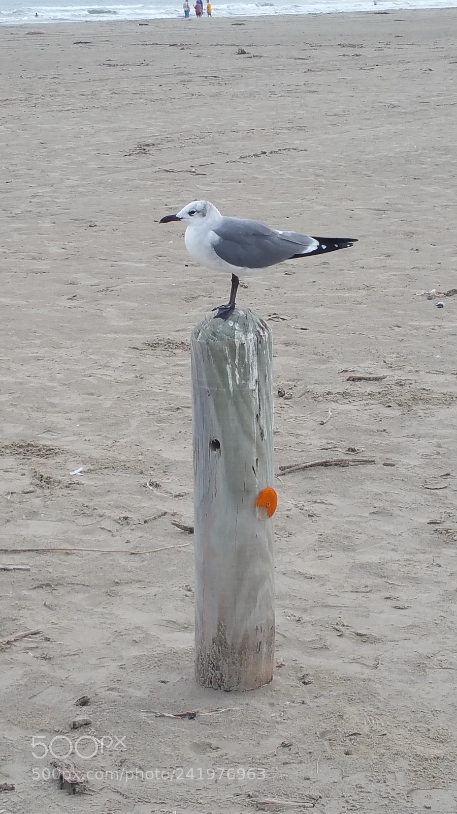 Samsung Galaxy Note4 sample photo. Seagull photography